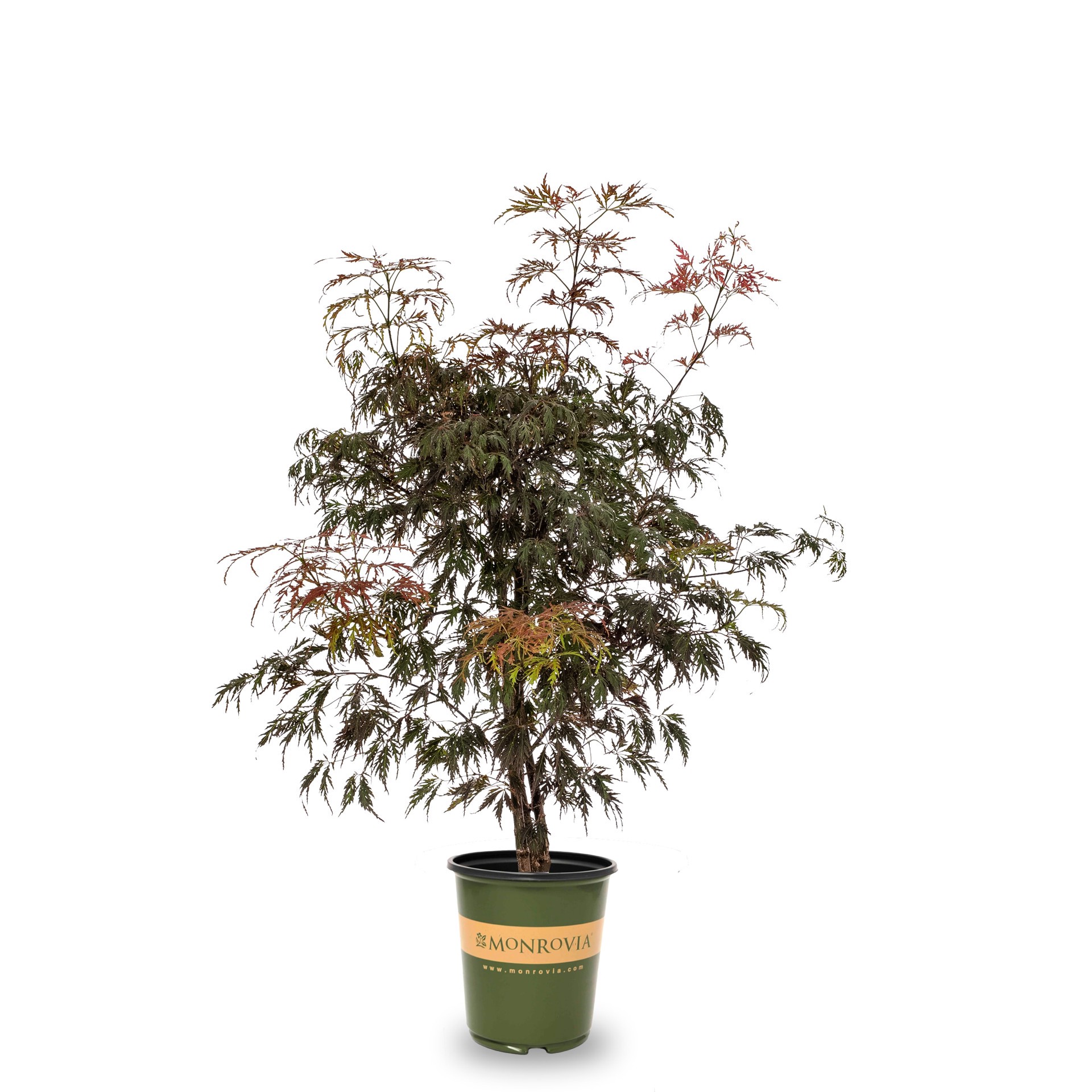 slide 1 of 4, Monrovia 3.58 -Gallon Multicolor Feature Ryusen Weekping Japanese Maple In pot (with soil), 1 ct