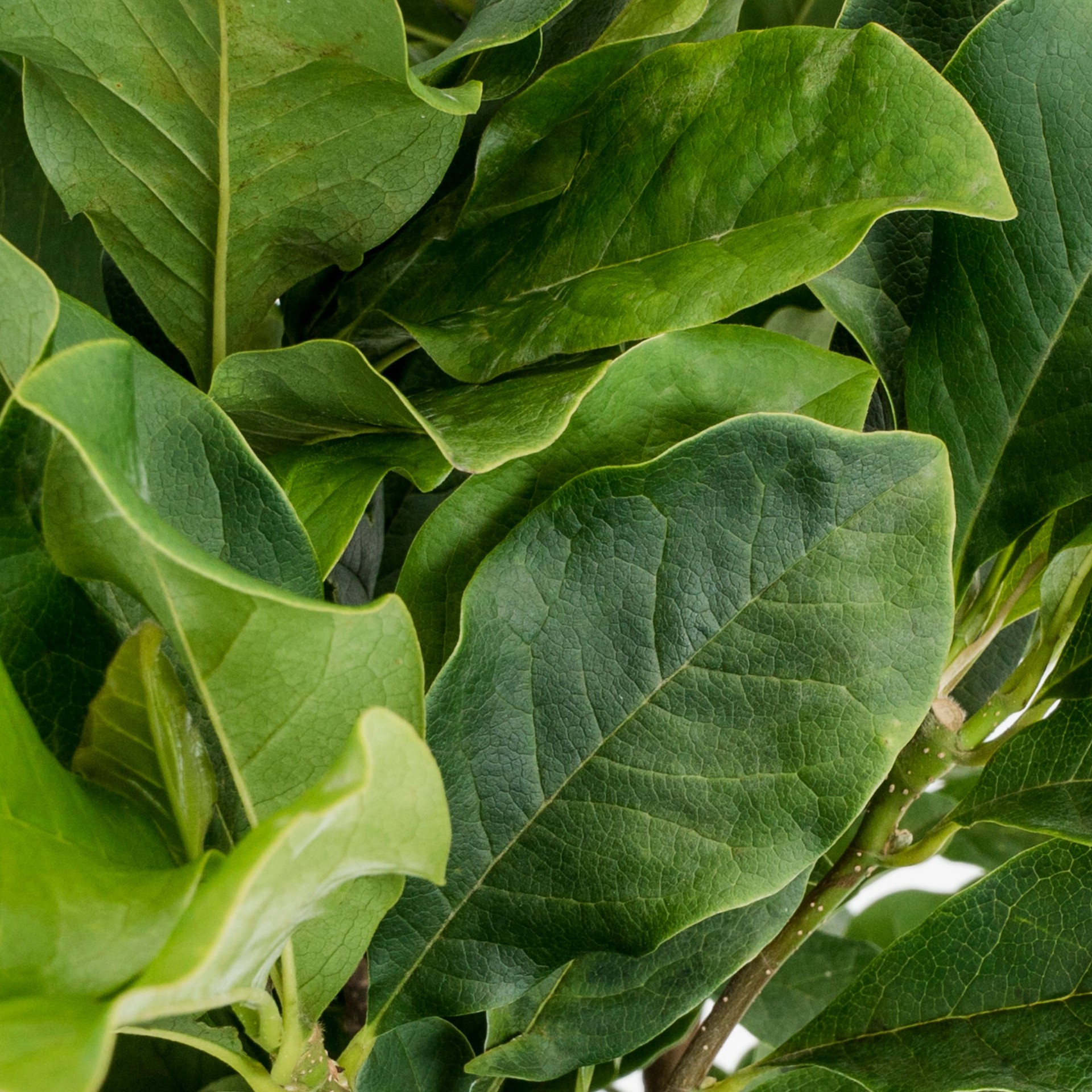 slide 2 of 4, Lowe's 3.58 -Gallon Pink Flowering Jane Magnolia In pot (with soil), 1 ct