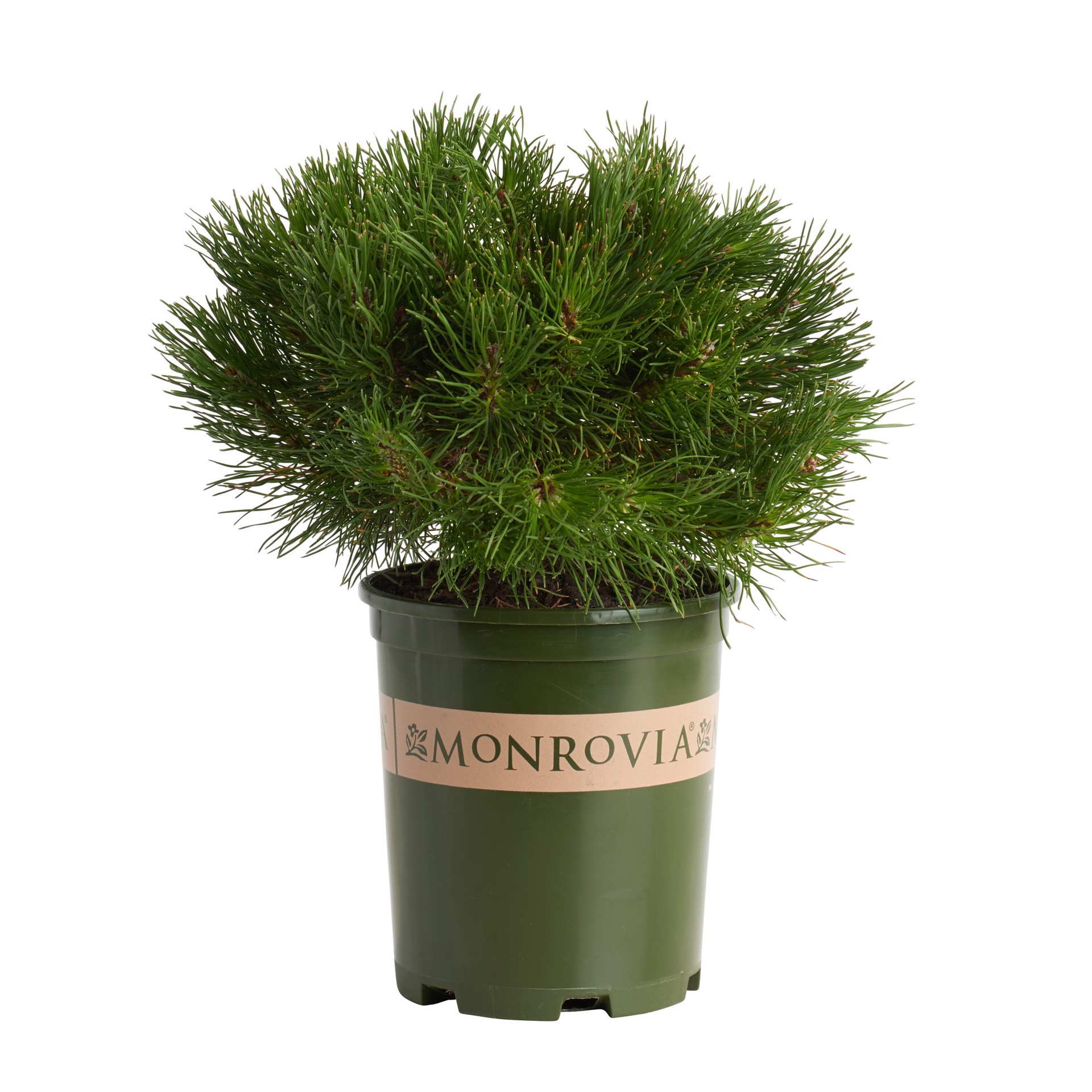slide 1 of 4, Monrovia Dwarf Mugo Pine Accent Shrub in 3.58 -Gallon Pot 1 -Pack, 1 ct