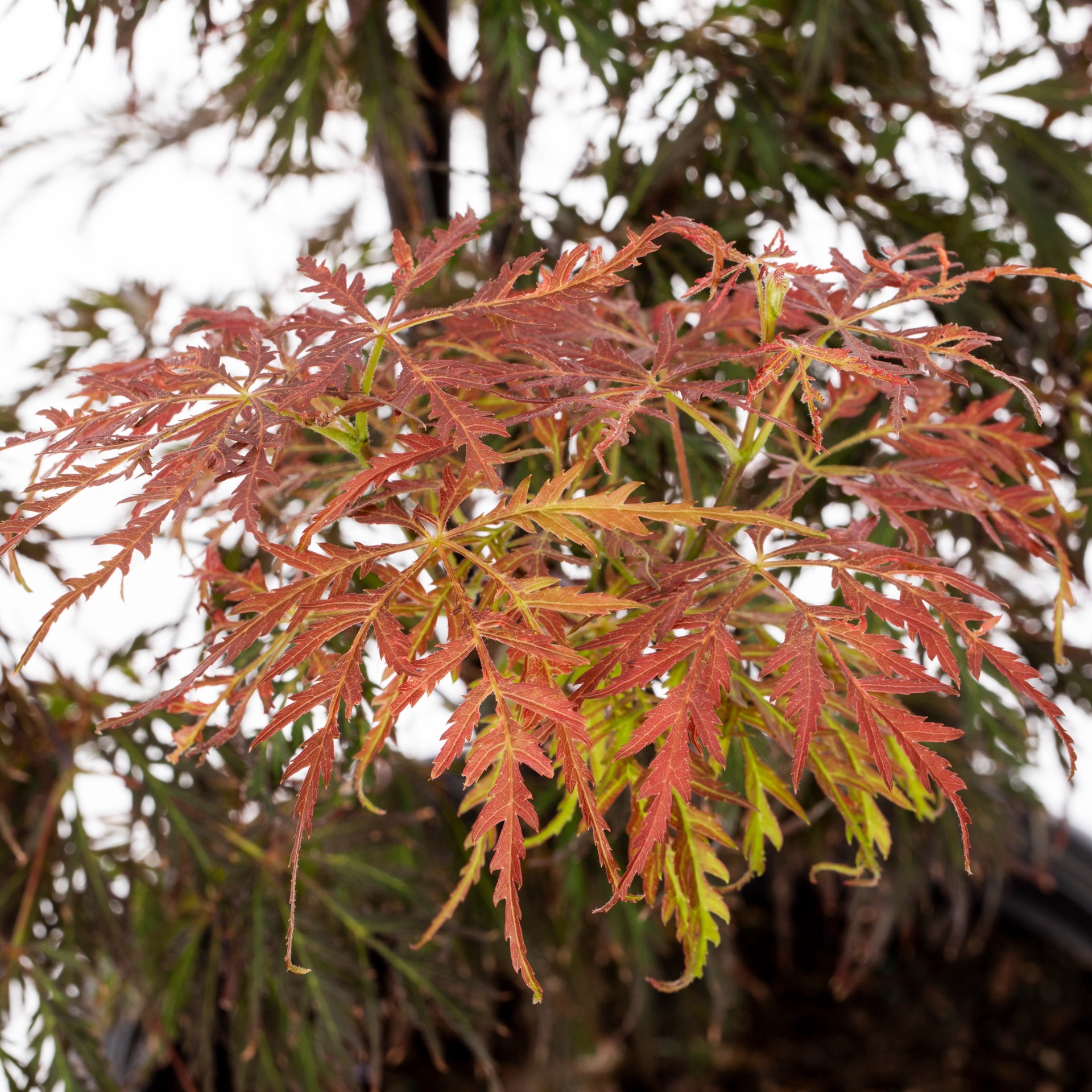 slide 2 of 4, Monrovia 7.97 -Gallon Multicolor Feature Ryusen Weekping Japanese Maple In pot (with soil), 1 ct