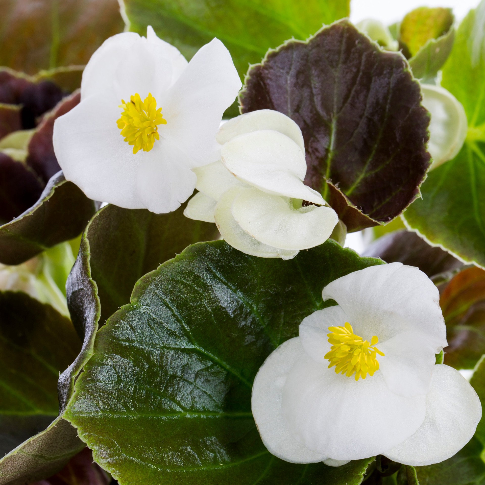 slide 2 of 4, Lowe's Multicolor Begonia in 1 Quart(s) Pot 1 -Pack, 1 ct