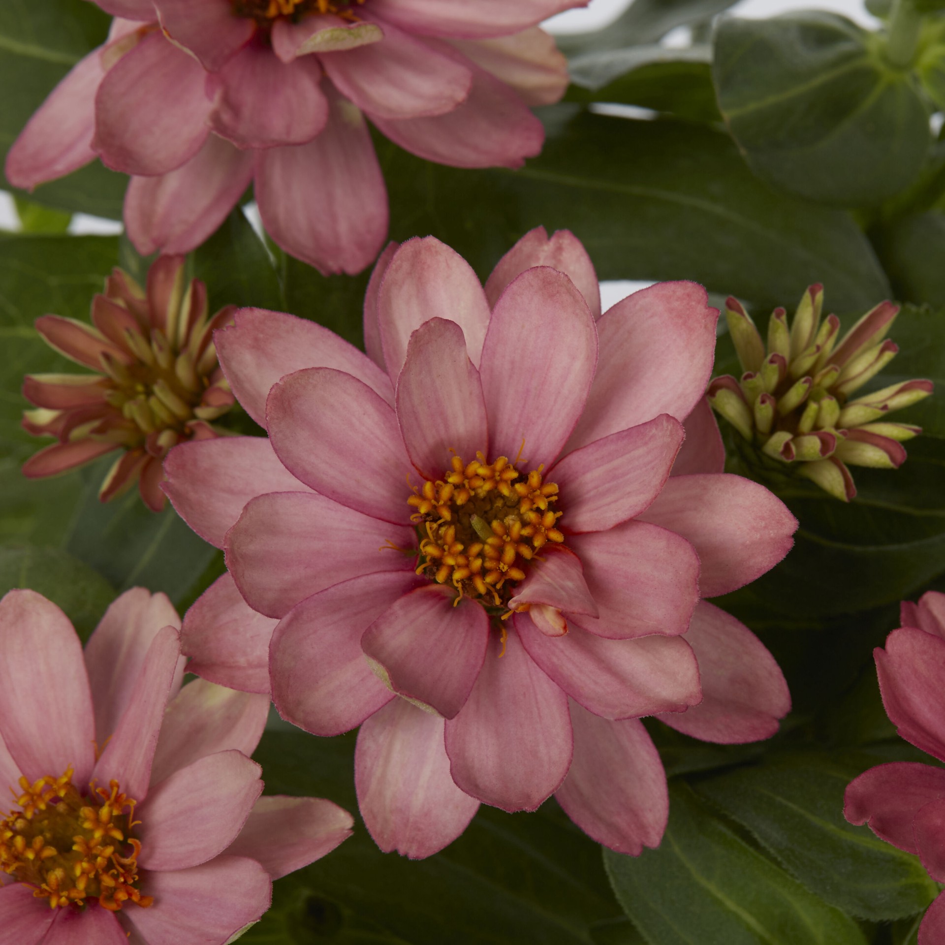 slide 2 of 5, Lowe's Multicolor Zinnia in 1-Quart Pot, 1 ct