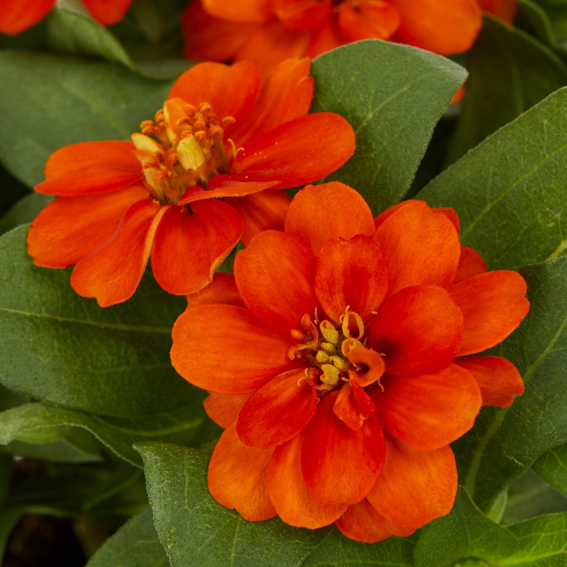 slide 3 of 5, Lowe's Multicolor Zinnia in 1-Quart Pot, 1 ct