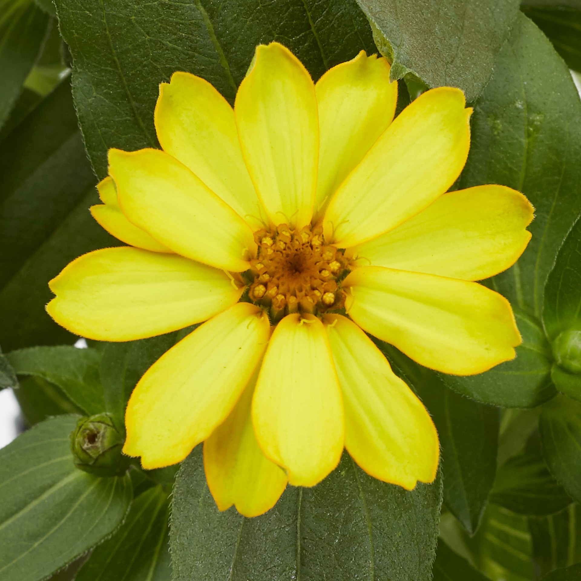slide 4 of 5, Lowe's Multicolor Zinnia in 1-Quart Pot, 1 ct