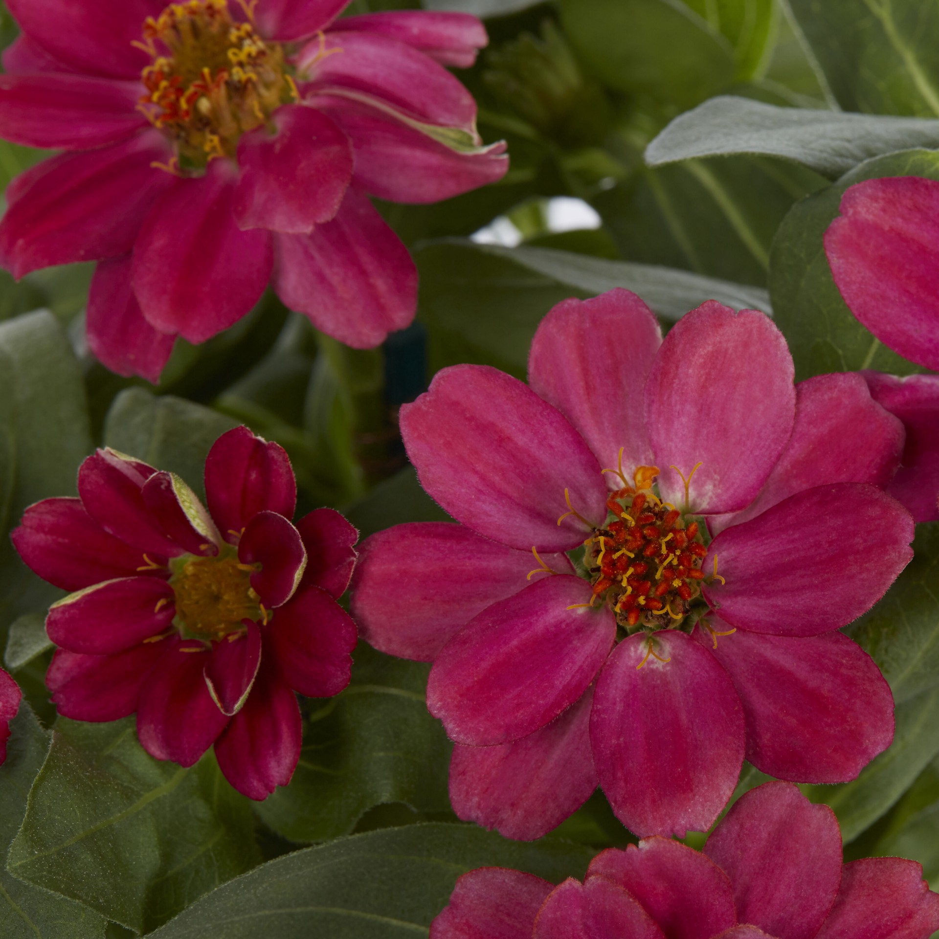 slide 5 of 5, Lowe's Multicolor Zinnia in 1-Quart Pot, 1 ct