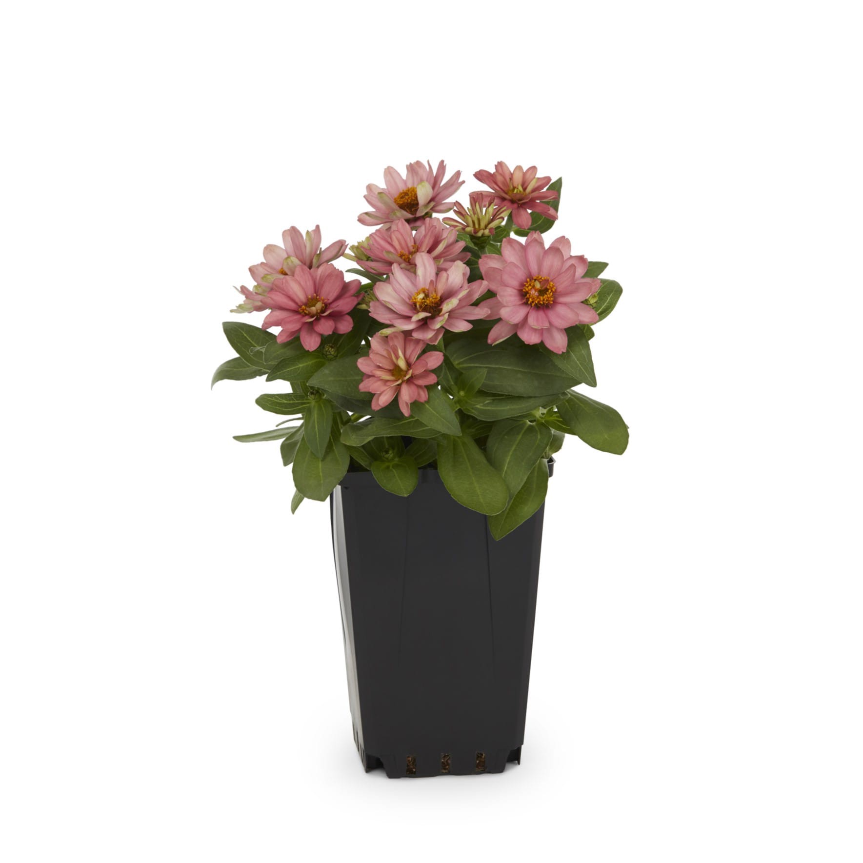 slide 1 of 5, Lowe's Multicolor Zinnia in 1-Quart Pot, 1 ct
