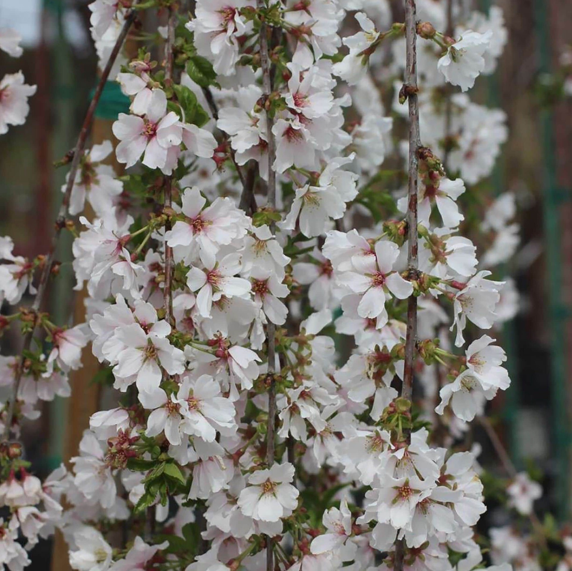 slide 3 of 4, Monrovia 3.58 -Gallon White Flowering Snow Fountains Cherry In pot (with soil), 1 ct