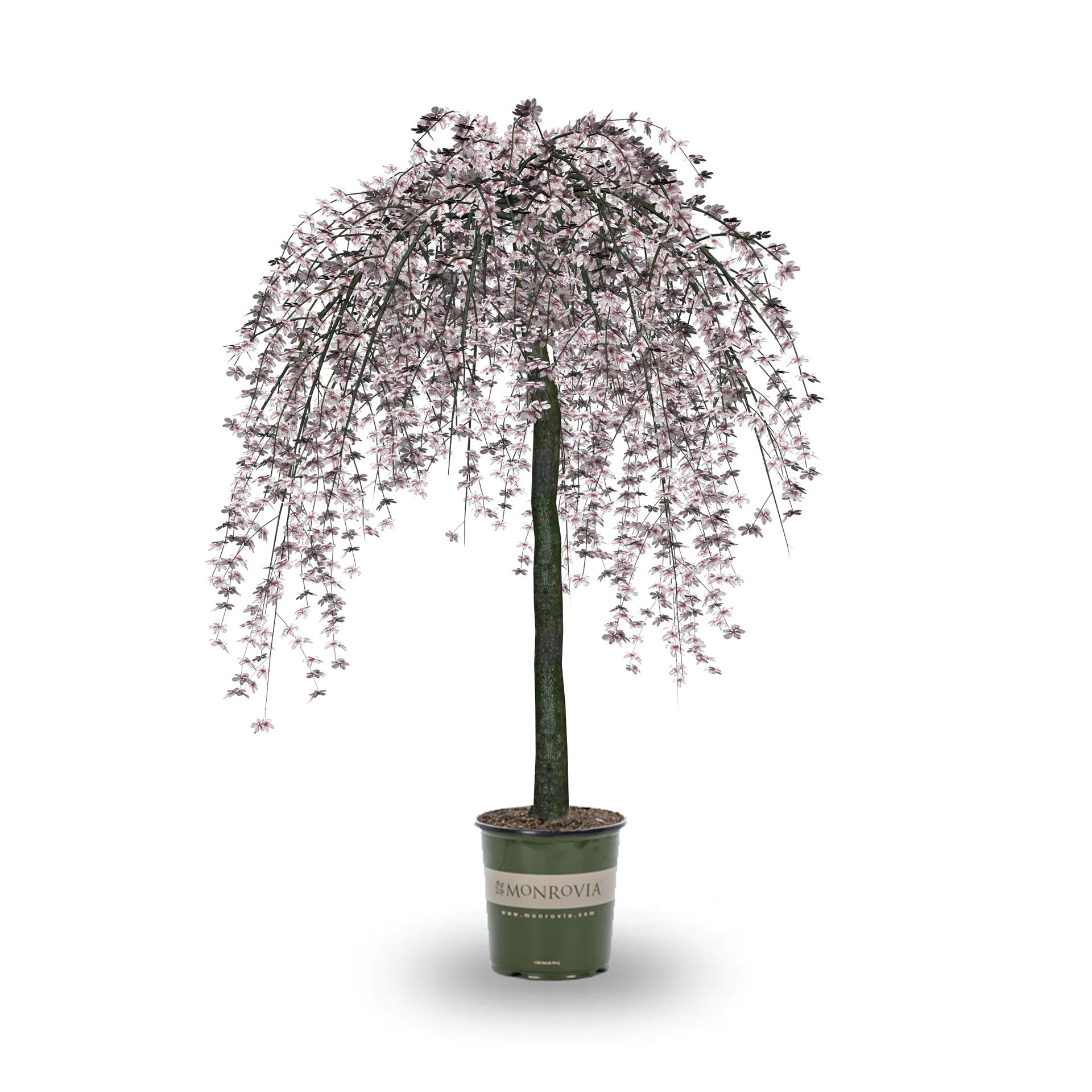 slide 1 of 4, Monrovia 3.58 -Gallon White Flowering Snow Fountains Cherry In pot (with soil), 1 ct