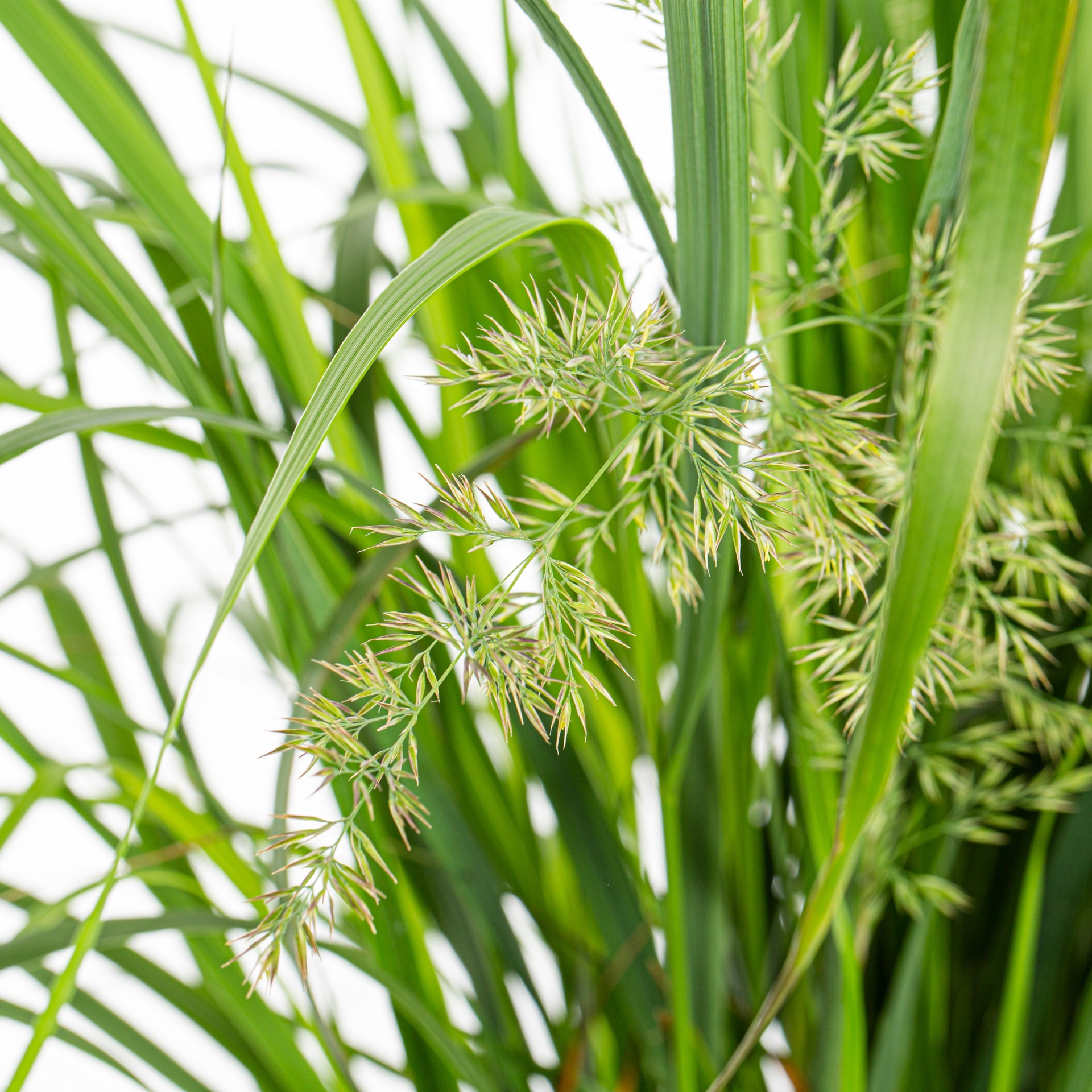 slide 2 of 4, Lowe's 3.58 -Gallon Karl Foerster Reedgrass in Pot, 1 ct