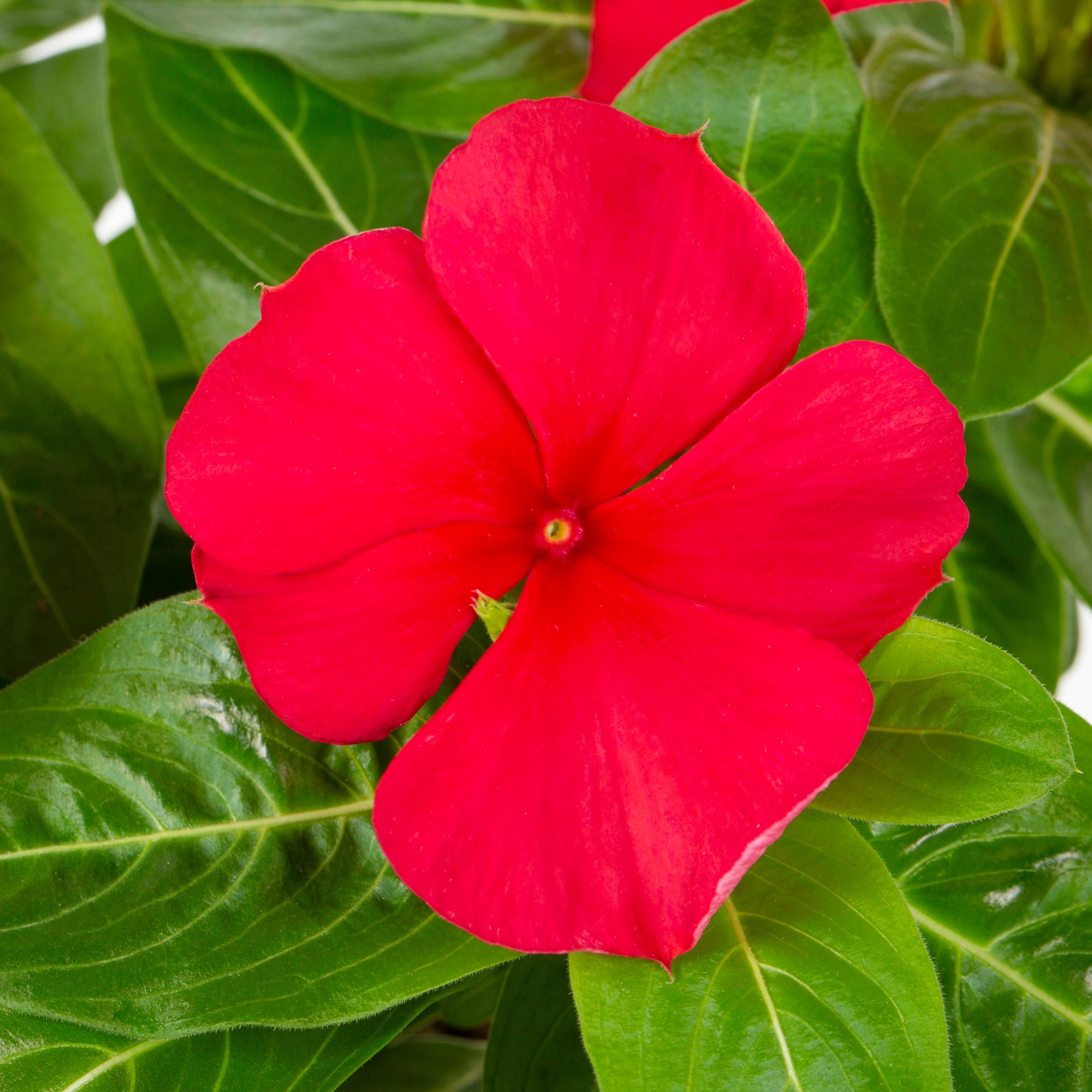 slide 2 of 2, Lowe's Red Vinca in 1-Quart Pot, 1 ct