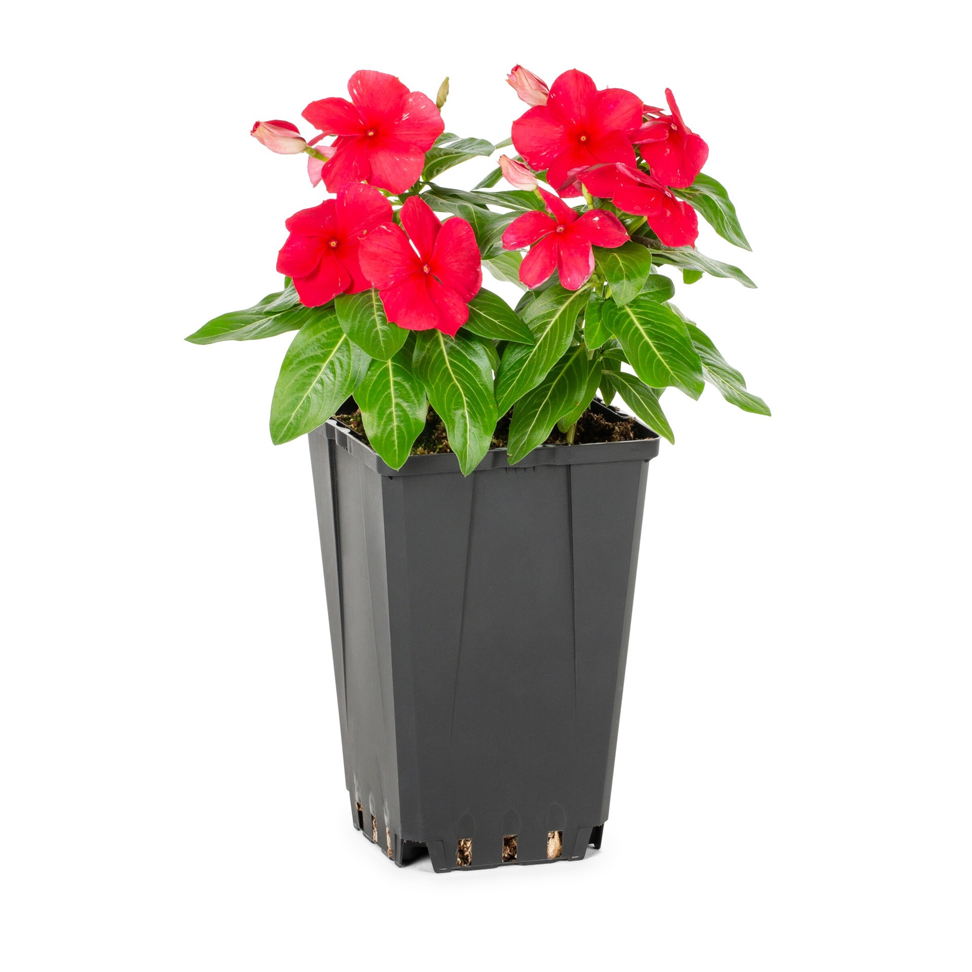 slide 1 of 2, Lowe's Red Vinca in 1-Quart Pot, 1 ct