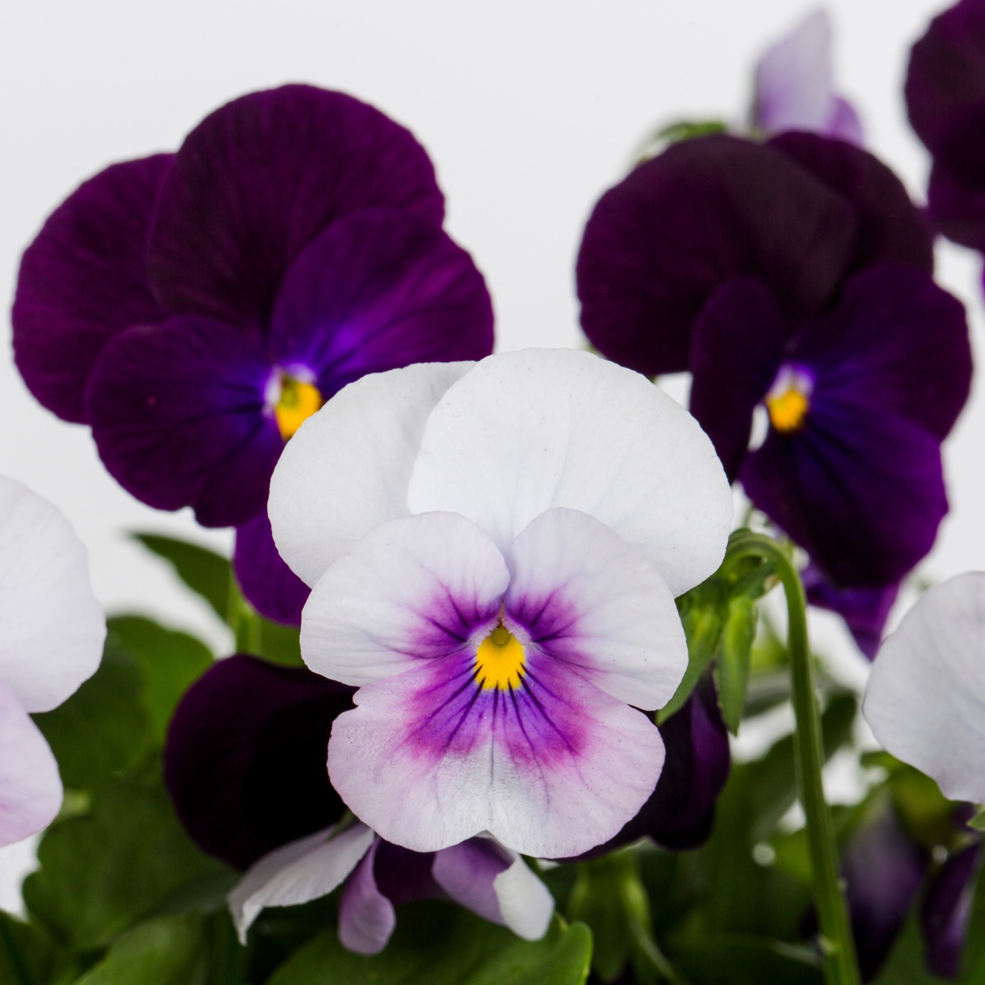 slide 2 of 6, Lowe's Multicolor Viola in 1-Quart Pot, 1 ct