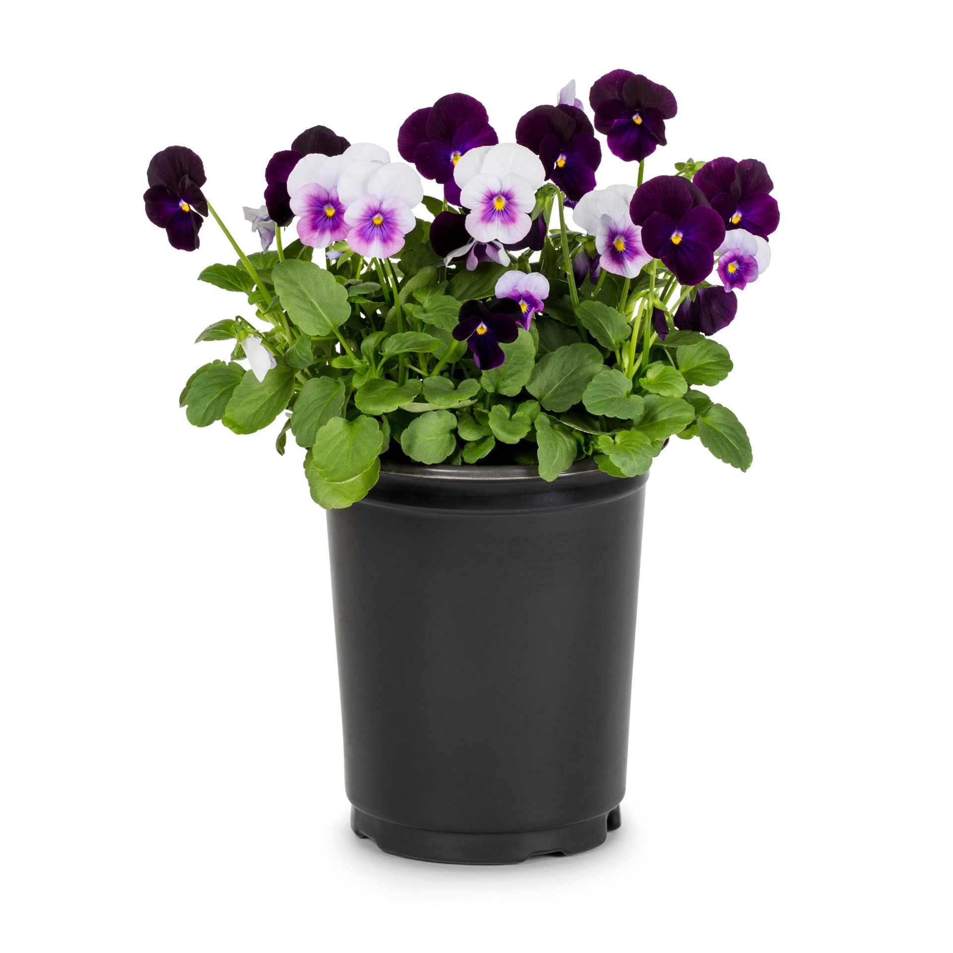 slide 1 of 6, Lowe's Multicolor Viola in 1-Quart Pot, 1 ct