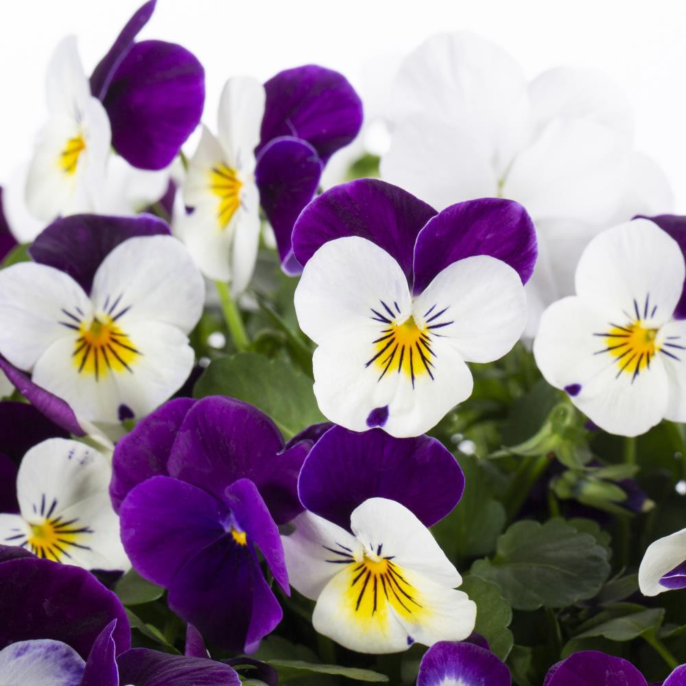 slide 3 of 6, Lowe's Multicolor Viola in 1-Quart Pot, 1 ct