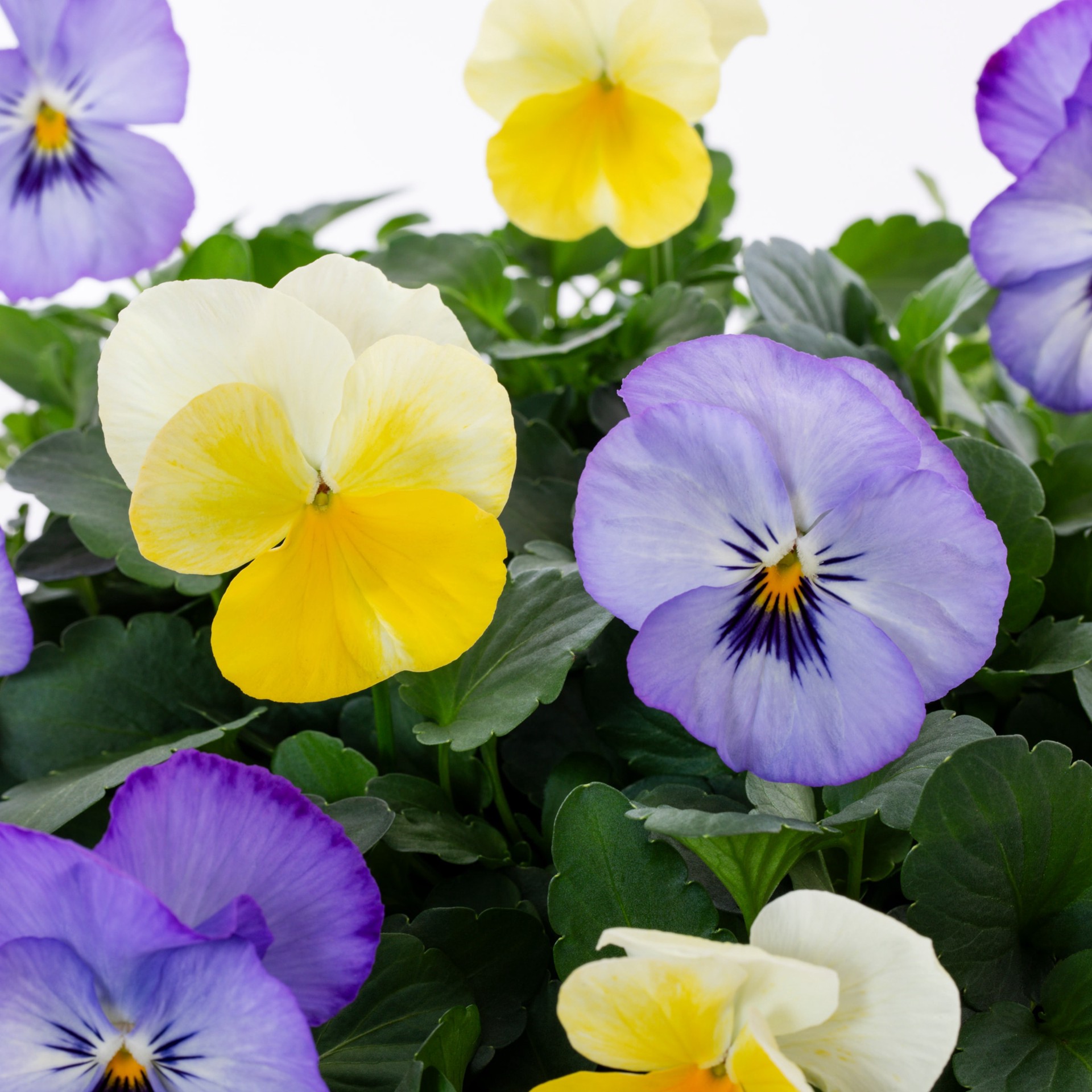slide 4 of 6, Lowe's Multicolor Viola in 1-Quart Pot, 1 ct
