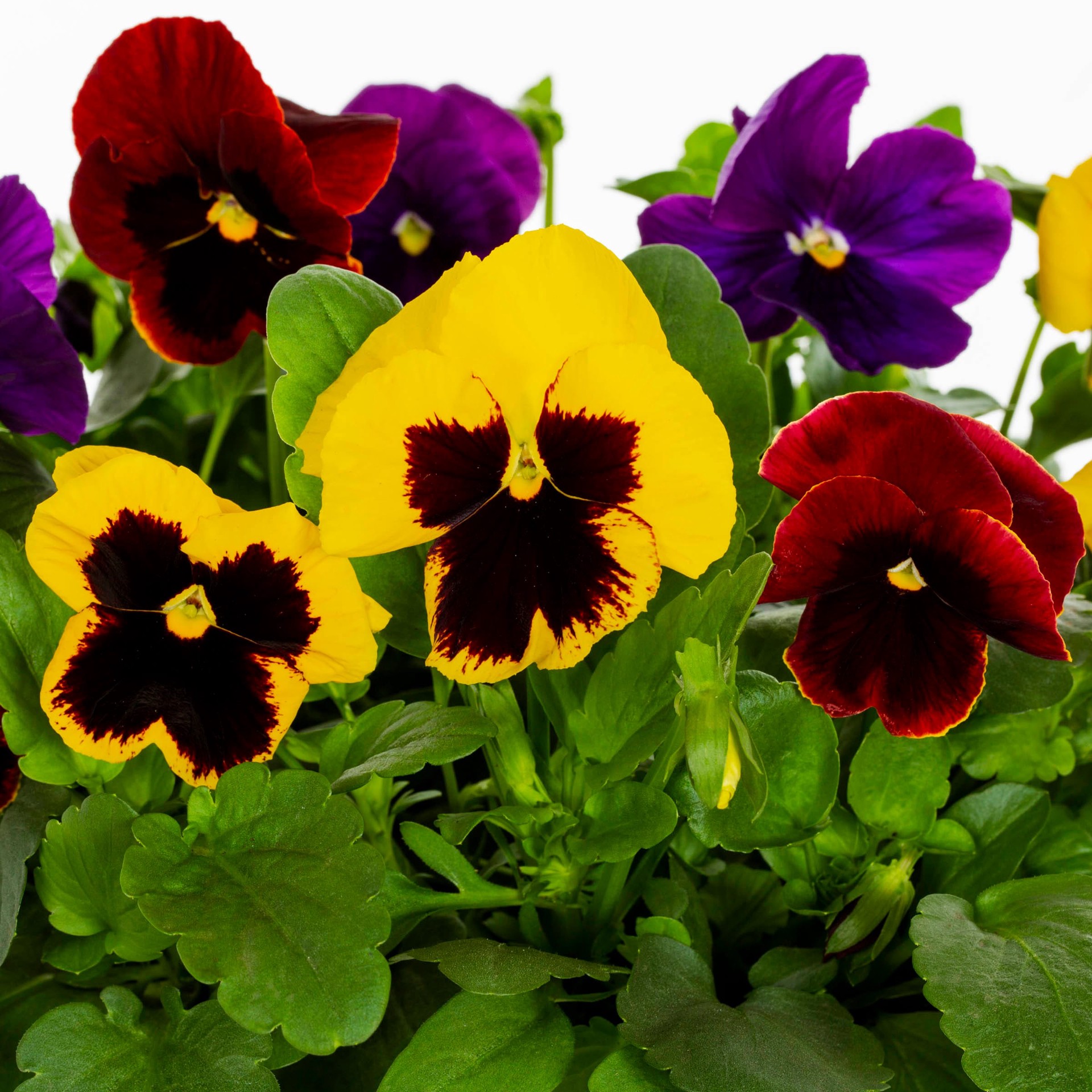 slide 5 of 6, Lowe's Multicolor Viola in 1-Quart Pot, 1 ct