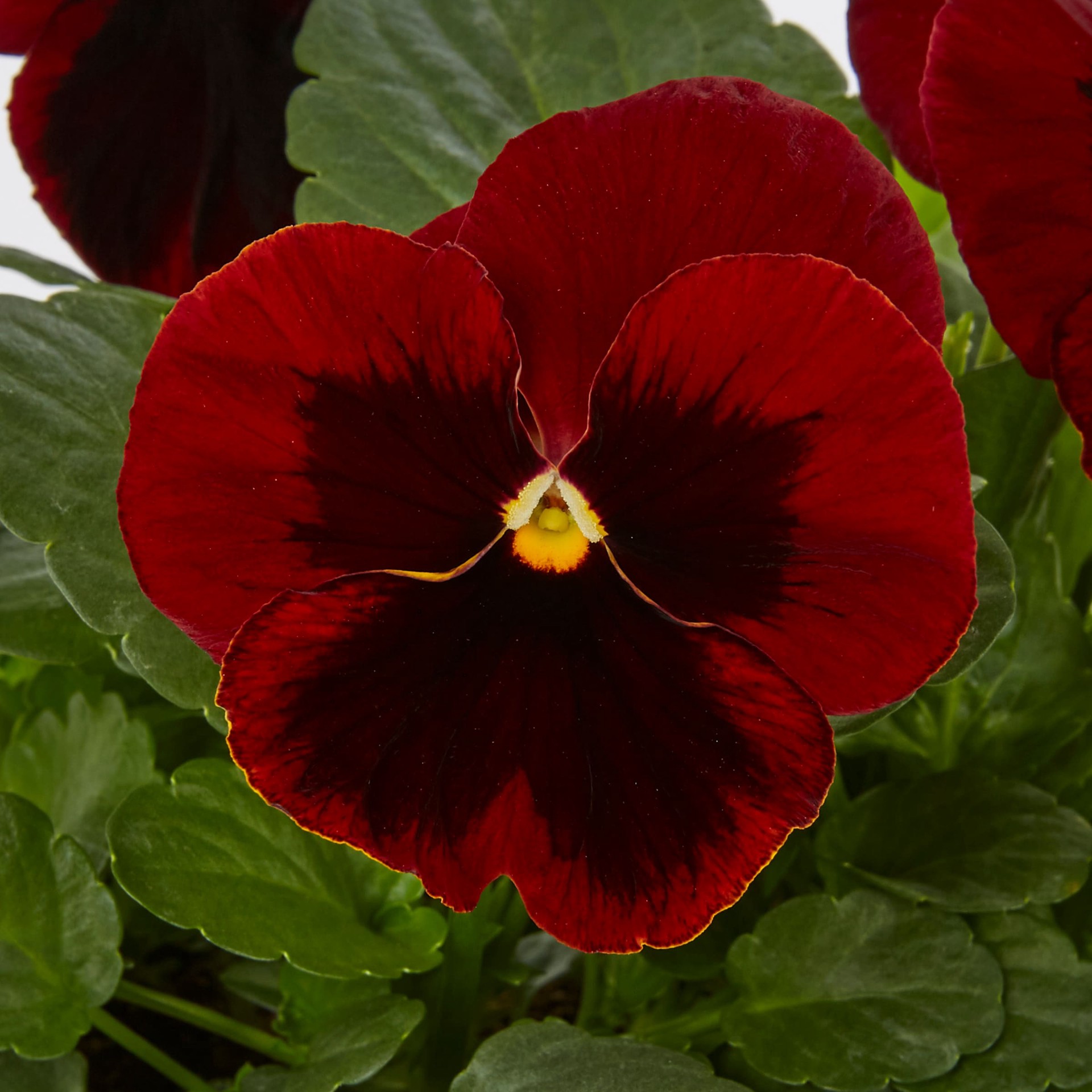 slide 6 of 6, Lowe's Multicolor Viola in 1-Quart Pot, 1 ct