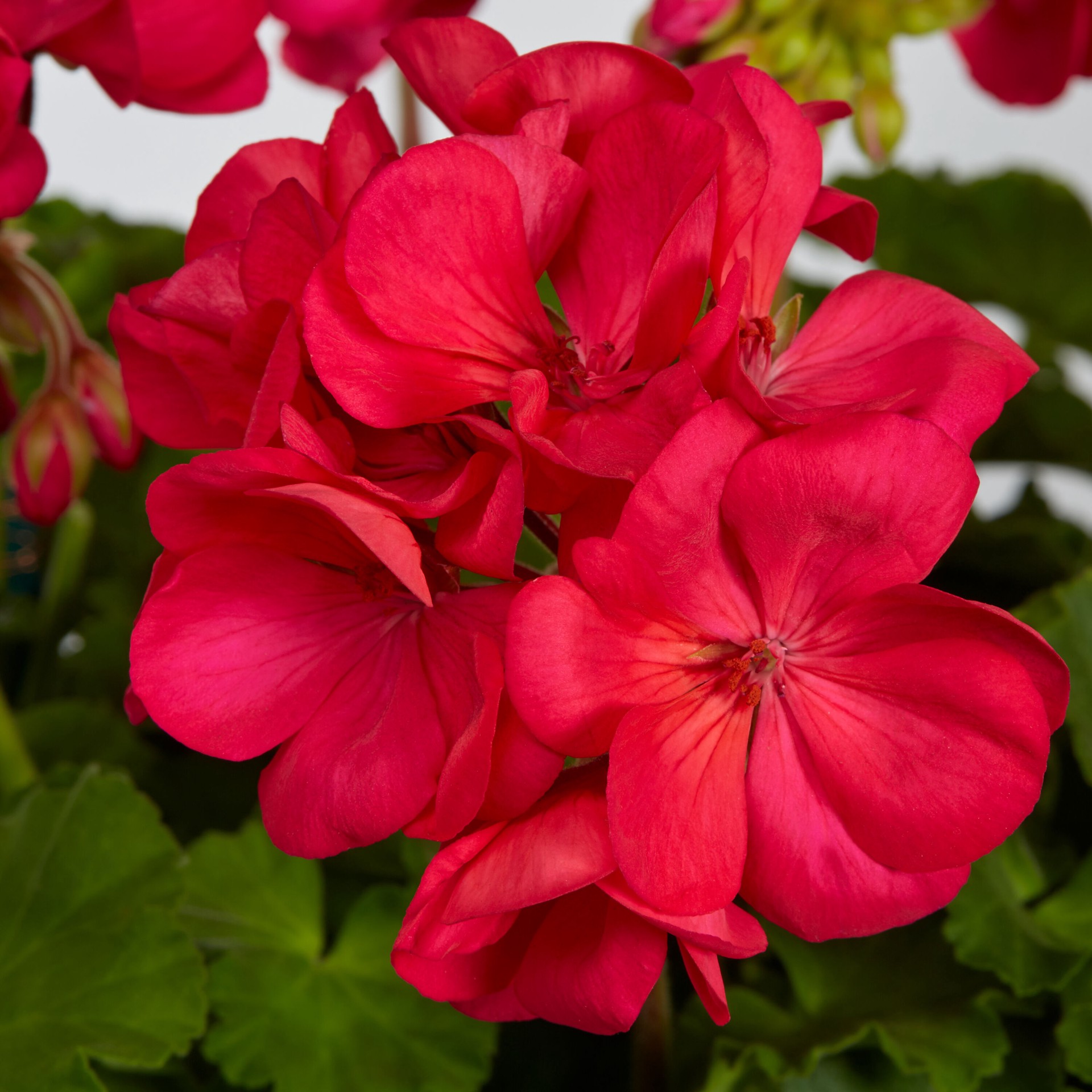 slide 2 of 2, Lowe's Multicolor Geranium in 1.75-Gallon Planter, 1 ct