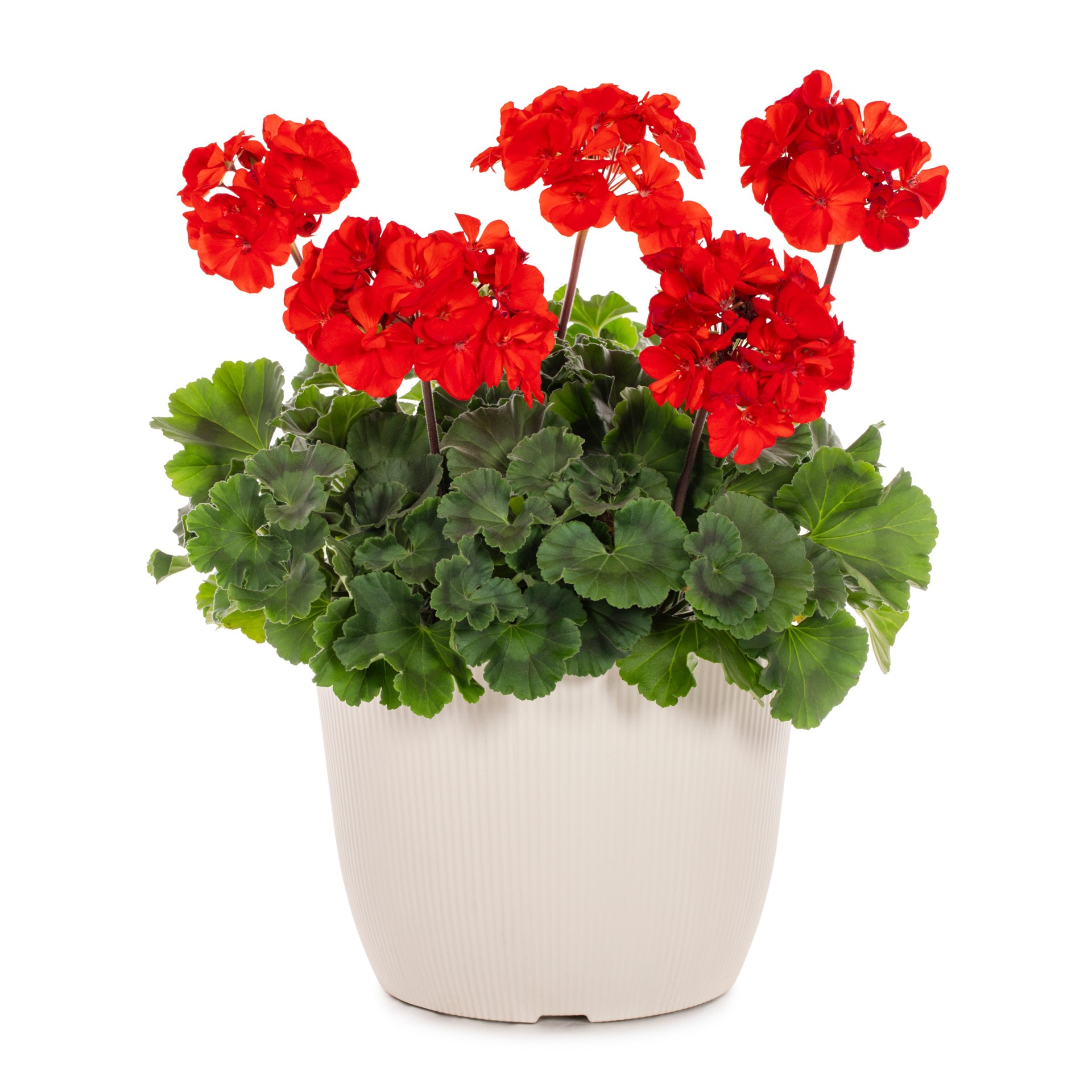 slide 1 of 2, Lowe's Multicolor Geranium in 1.75-Gallon Planter, 1 ct
