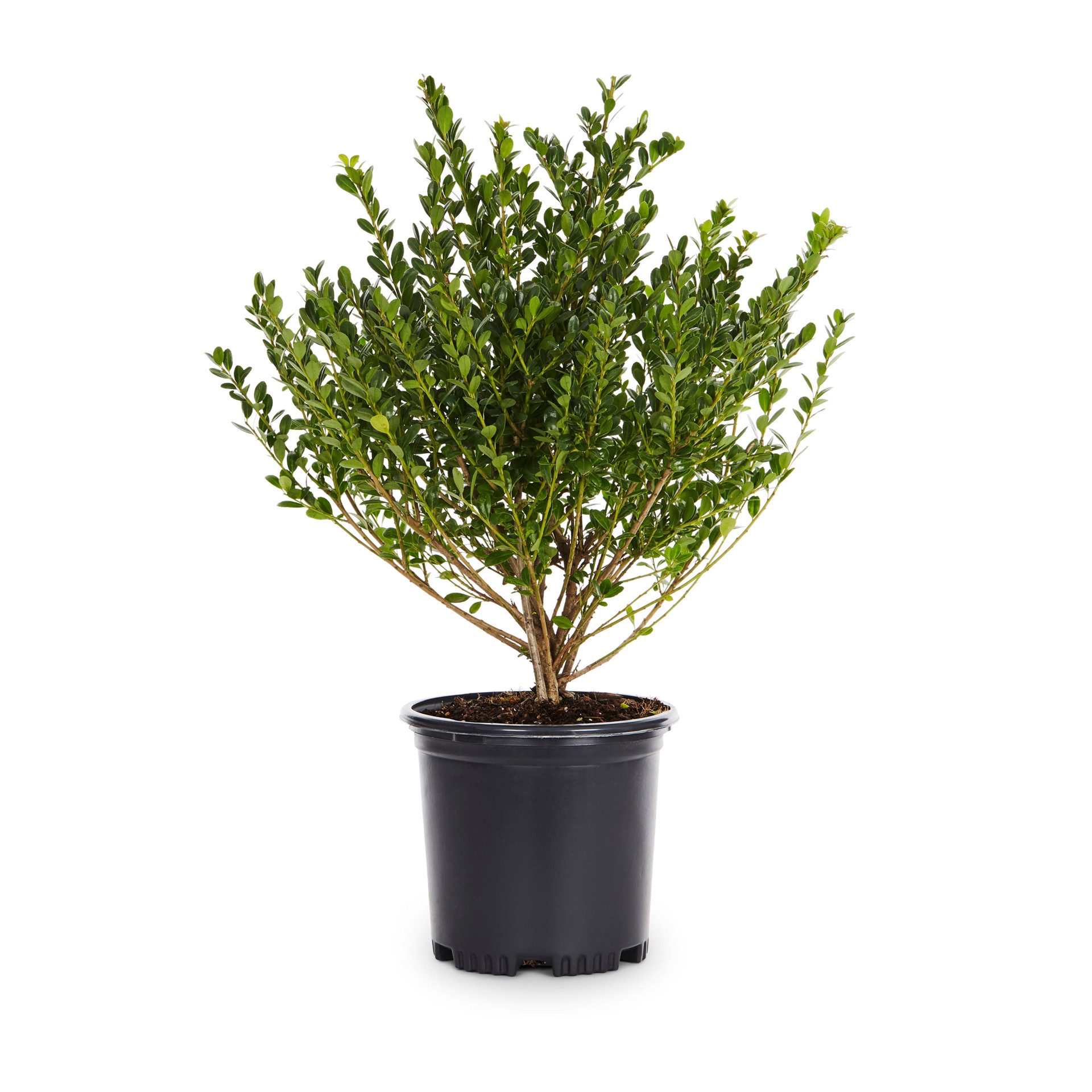slide 1 of 4, Lowe's Steeds Japanese Holly Foundation/Hedge Shrub in 6 -Quart Pot 1 -Pack, 1 ct