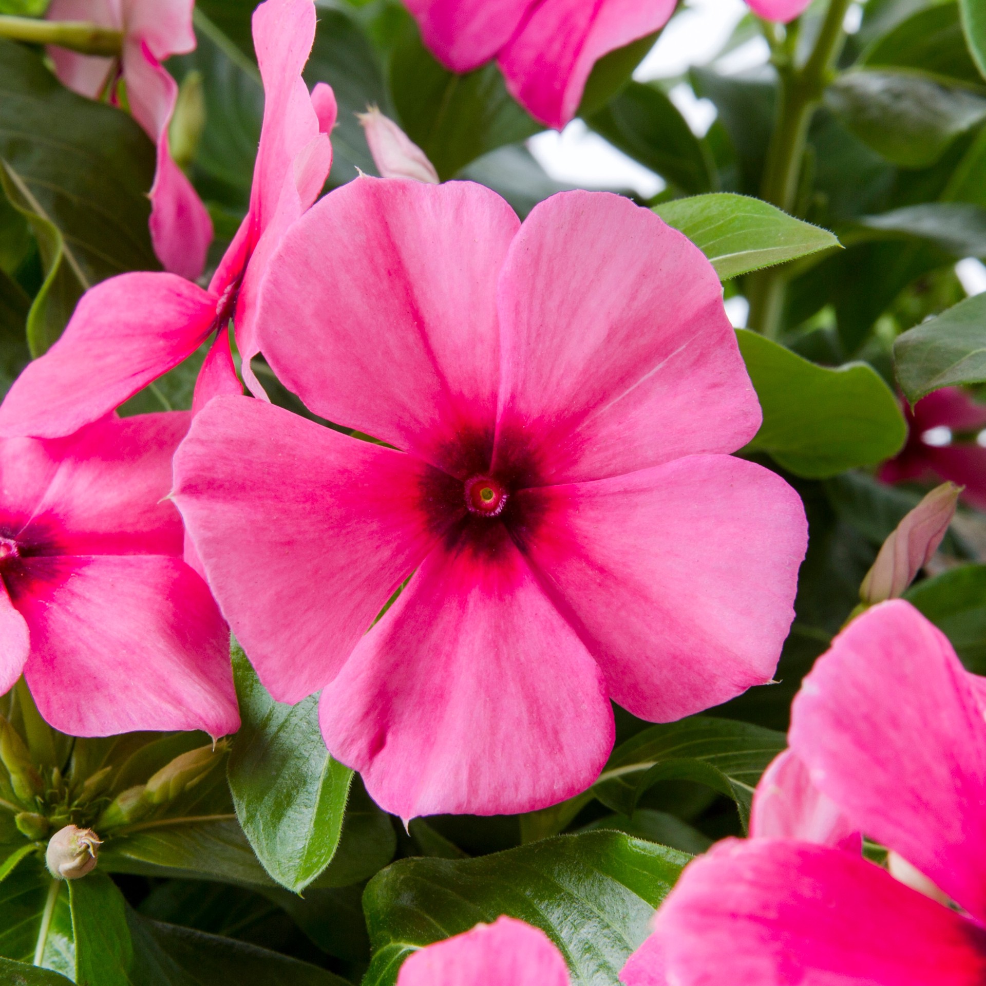 slide 2 of 3, Lowe's Multicolor Vinca in 1.75 Gallon(s) Planter 1 -Pack, 1 ct