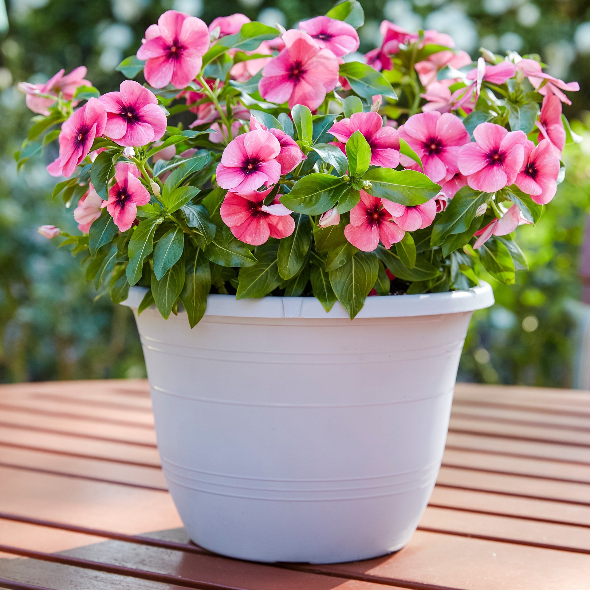 slide 3 of 3, Lowe's Multicolor Vinca in 1.75 Gallon(s) Planter 1 -Pack, 1 ct