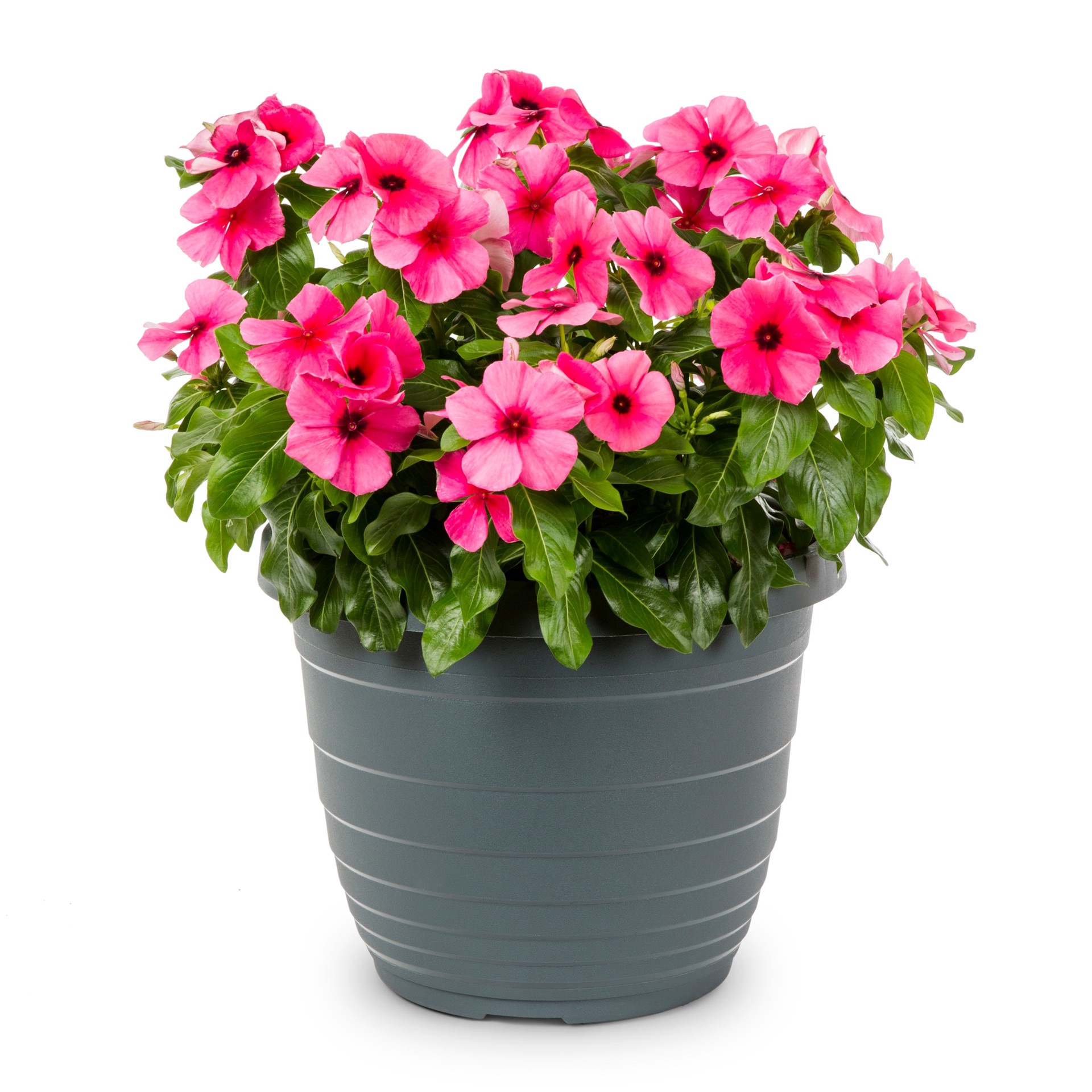 slide 1 of 3, Lowe's Multicolor Vinca in 1.75 Gallon(s) Planter 1 -Pack, 1 ct