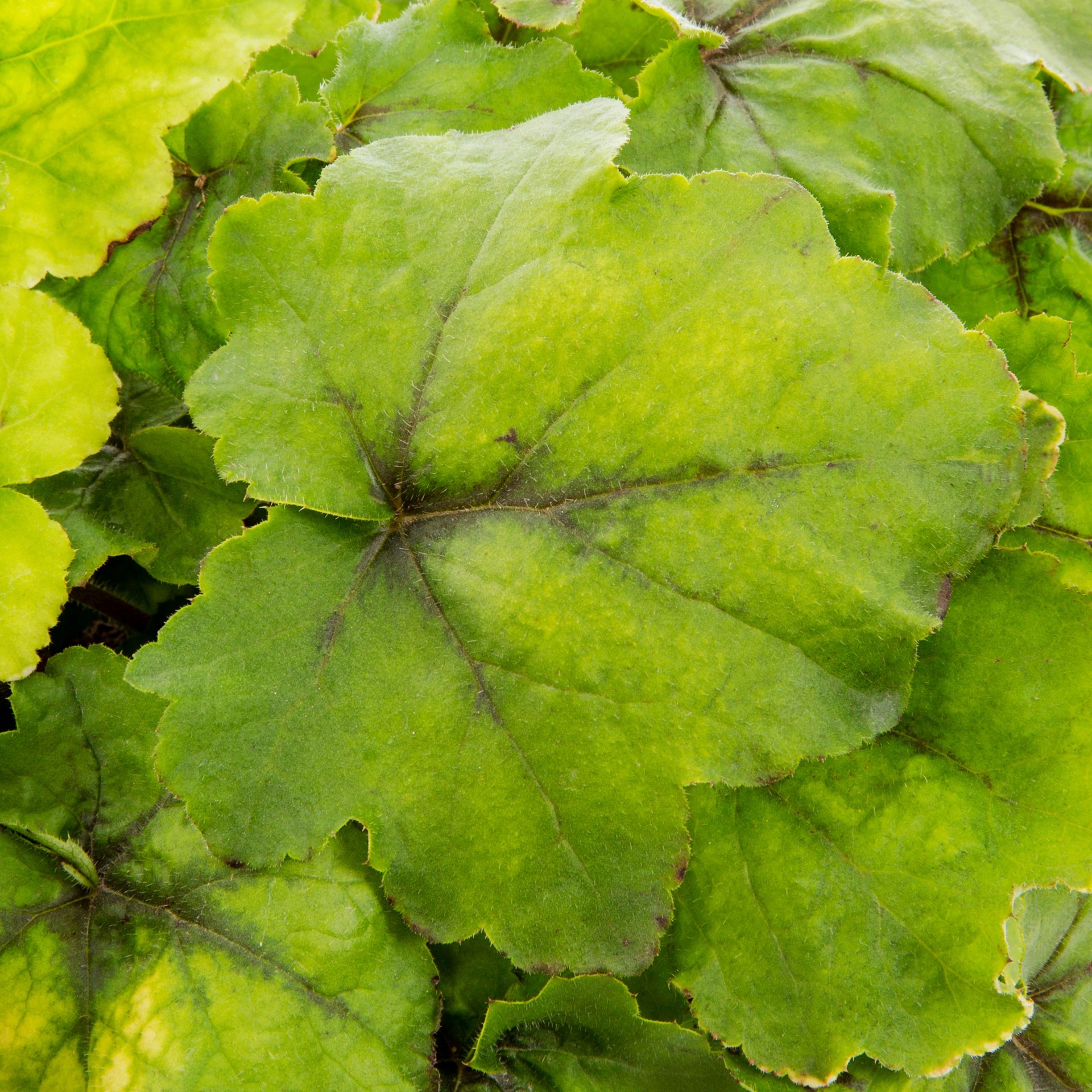 slide 2 of 2, Lowe's Coral Bells Plant in 1.5 -Gallon, 1 ct
