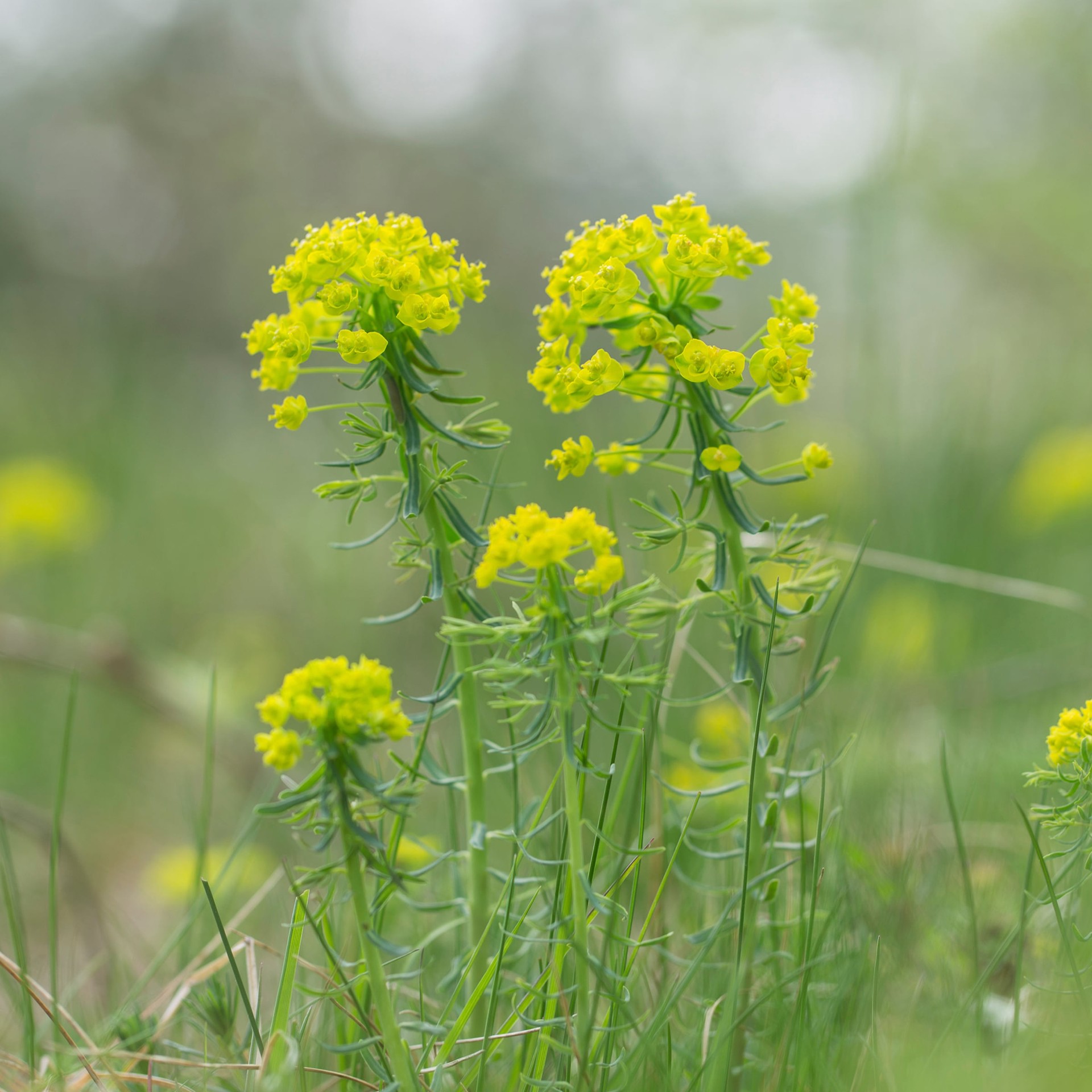 slide 2 of 4, Lowe's Multicolor Milkweed Plant in 2.5 -Quart Pot 1 -Pack, 1 ct