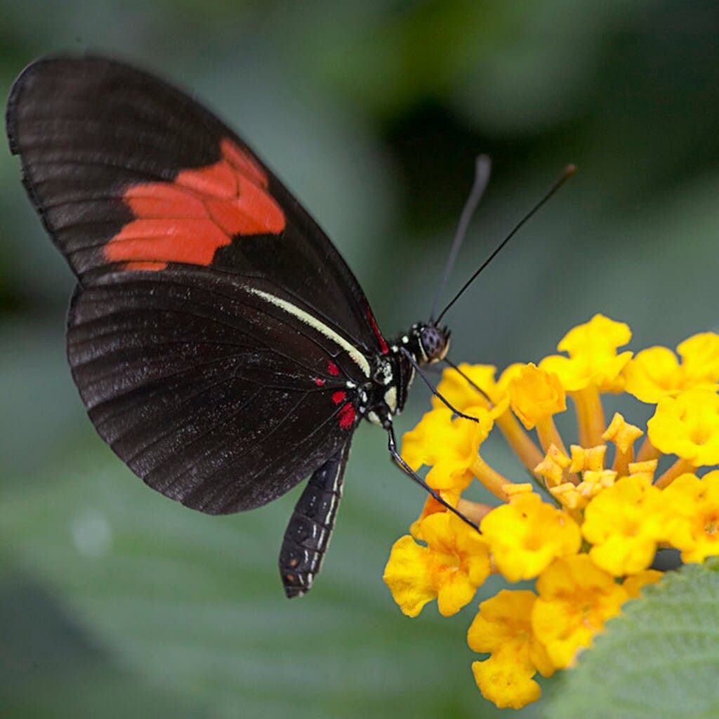slide 4 of 4, Lowe's Multicolor Milkweed Plant in 2.5 -Quart Pot 1 -Pack, 1 ct