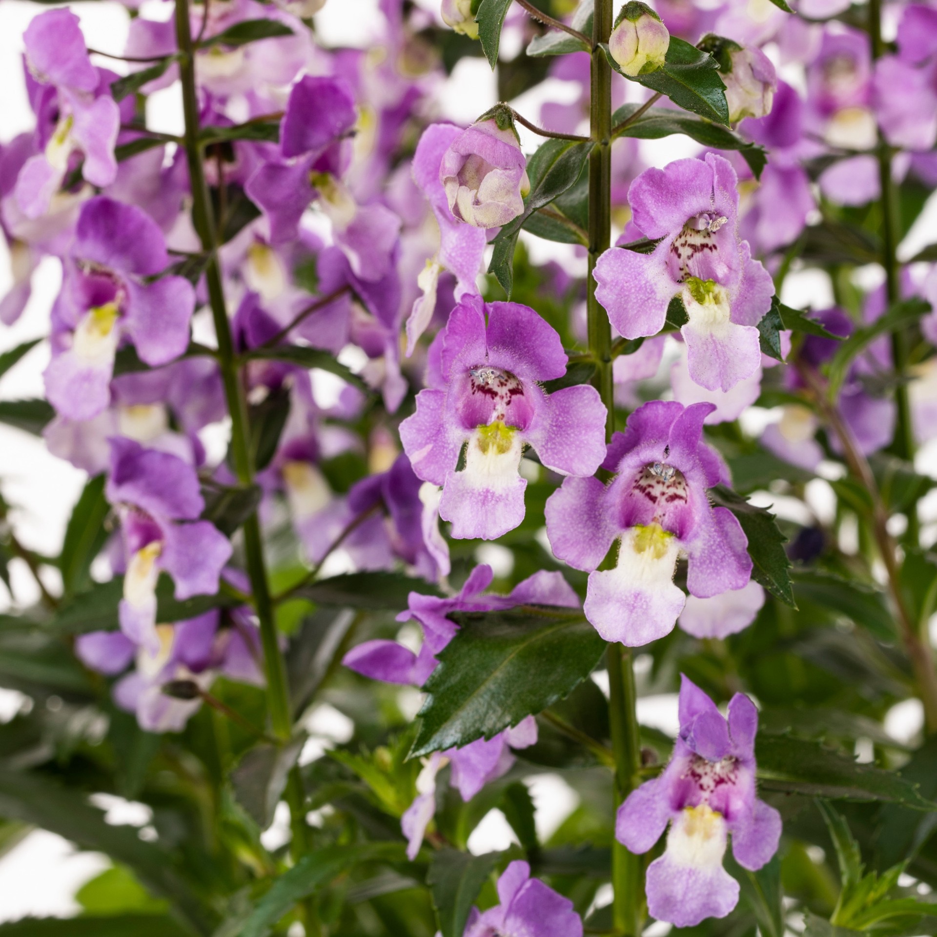 slide 2 of 4, Lowe's Multicolor Angelonia in 1.5 Gallon(s) Pot 1 -Pack, 1 ct