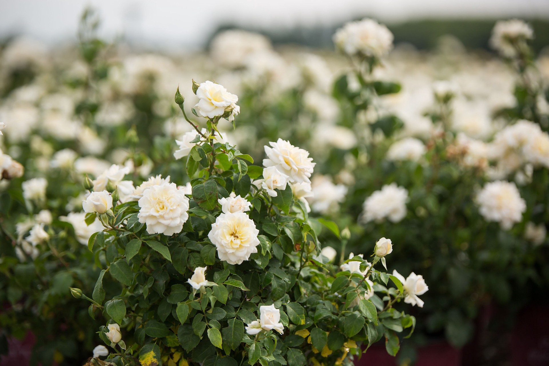 slide 2 of 6, Lowe's White Champagne Wishes Rose 2 -Gallon 1 -Pack in Pot, 1 ct