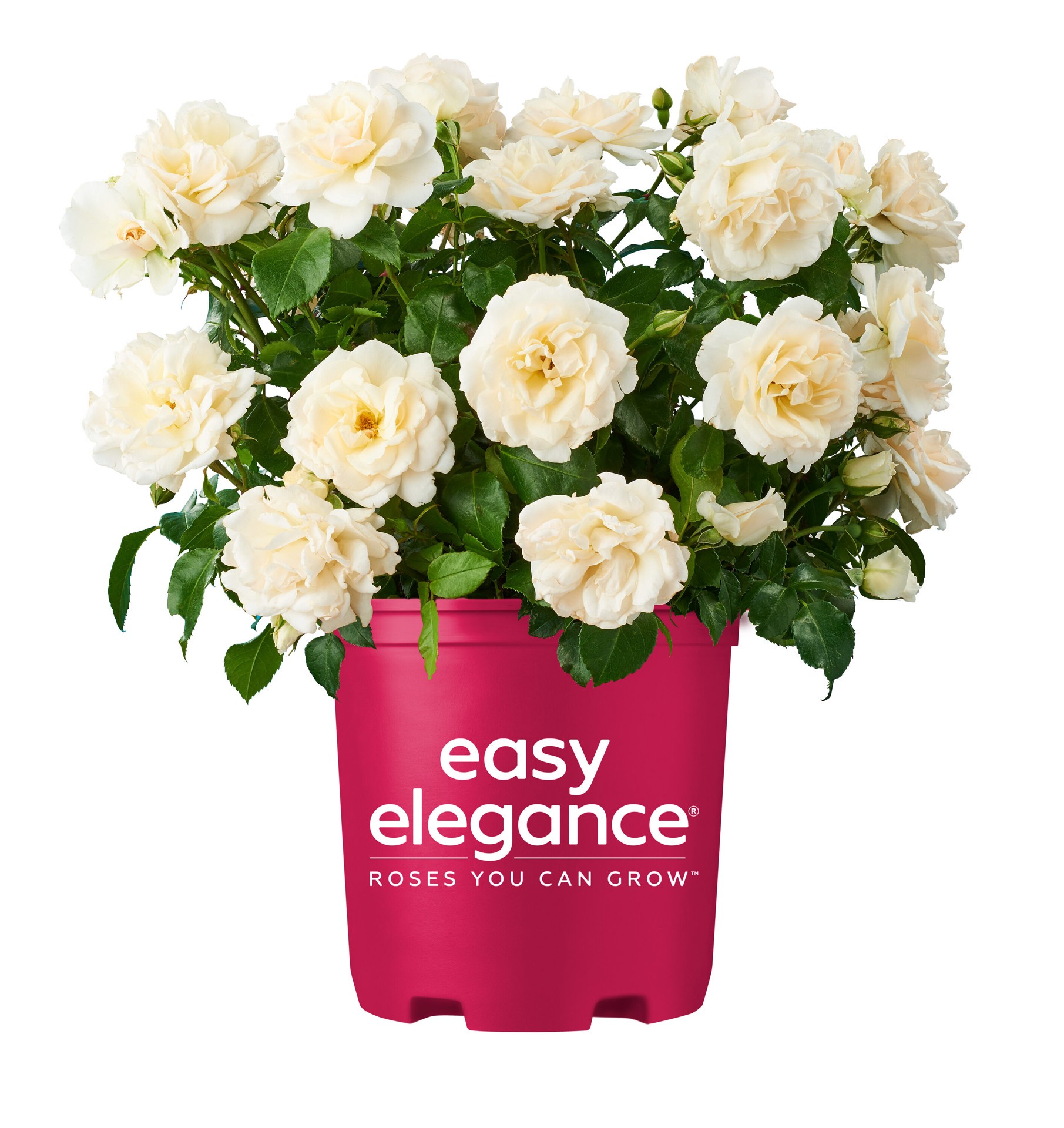 slide 1 of 6, Lowe's White Champagne Wishes Rose 2 -Gallon 1 -Pack in Pot, 1 ct