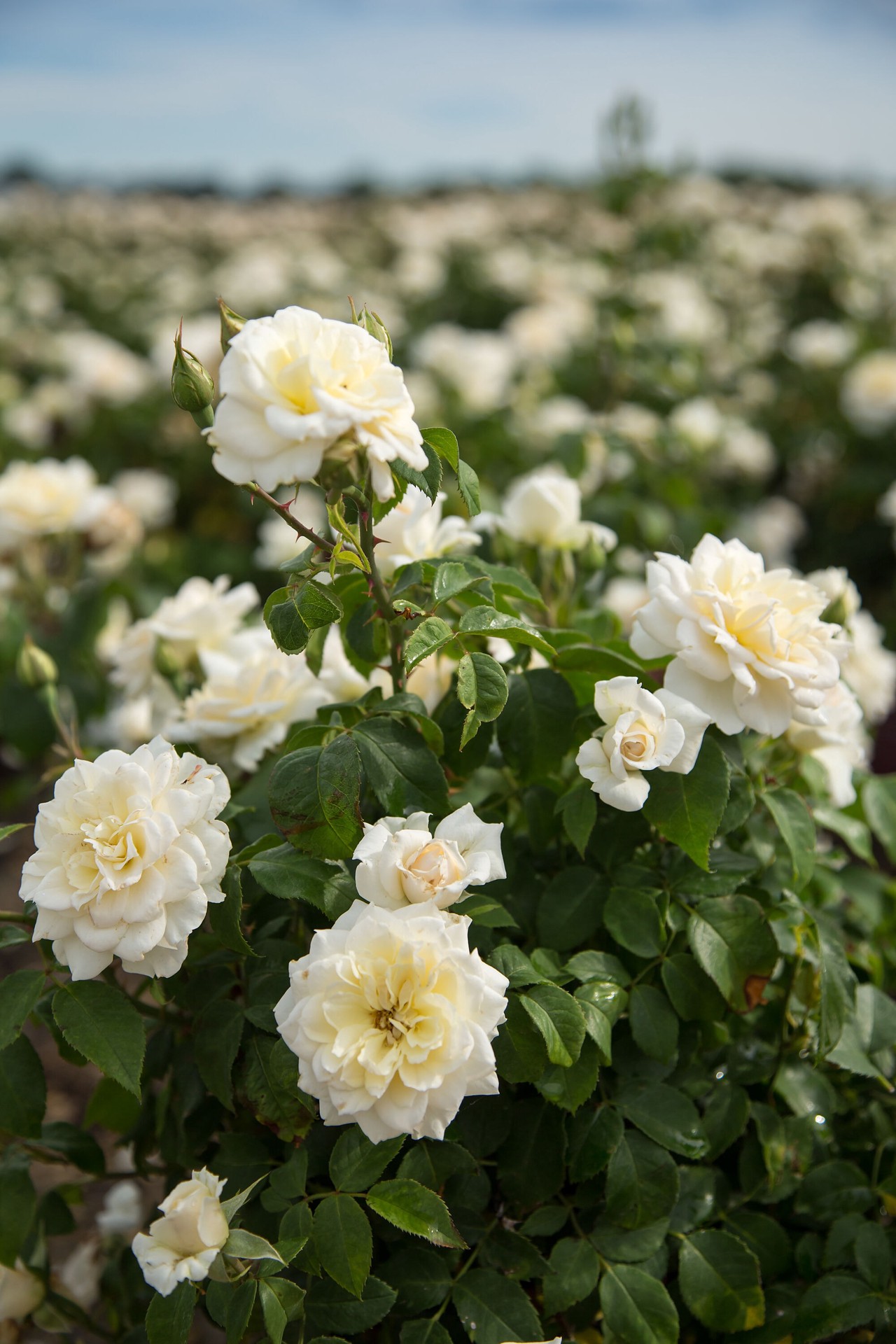 slide 3 of 6, Lowe's White Champagne Wishes Rose 2 -Gallon 1 -Pack in Pot, 1 ct