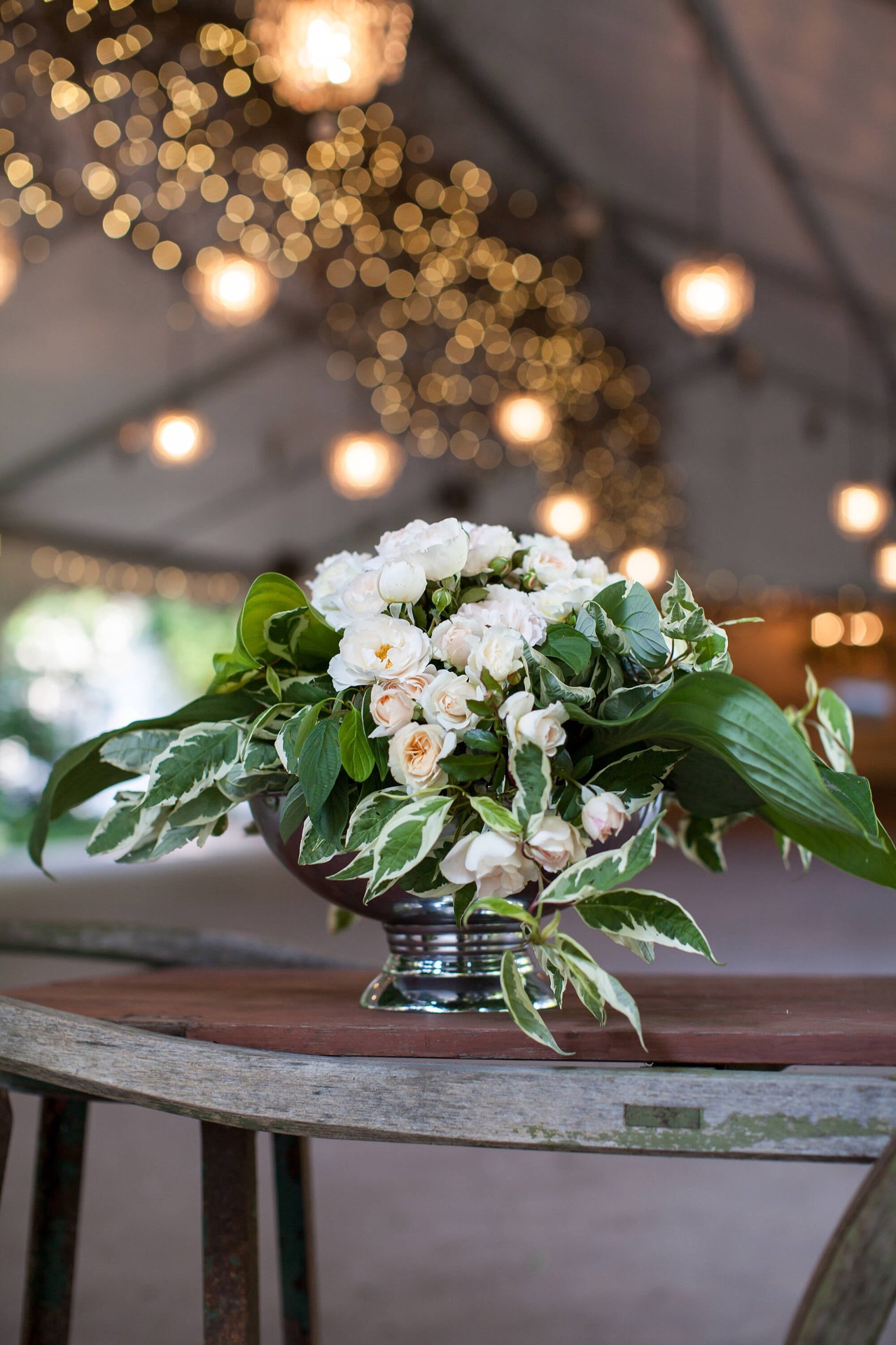 slide 4 of 6, Lowe's White Champagne Wishes Rose 2 -Gallon 1 -Pack in Pot, 1 ct