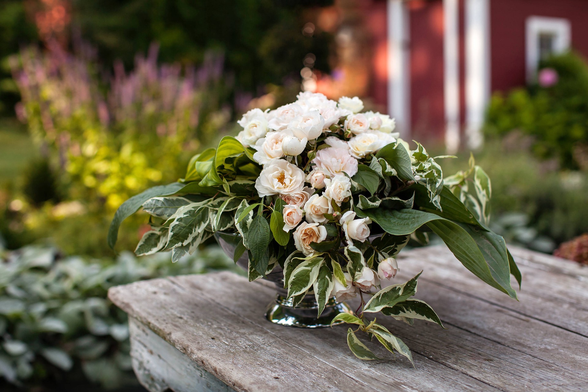 slide 5 of 6, Lowe's White Champagne Wishes Rose 2 -Gallon 1 -Pack in Pot, 1 ct