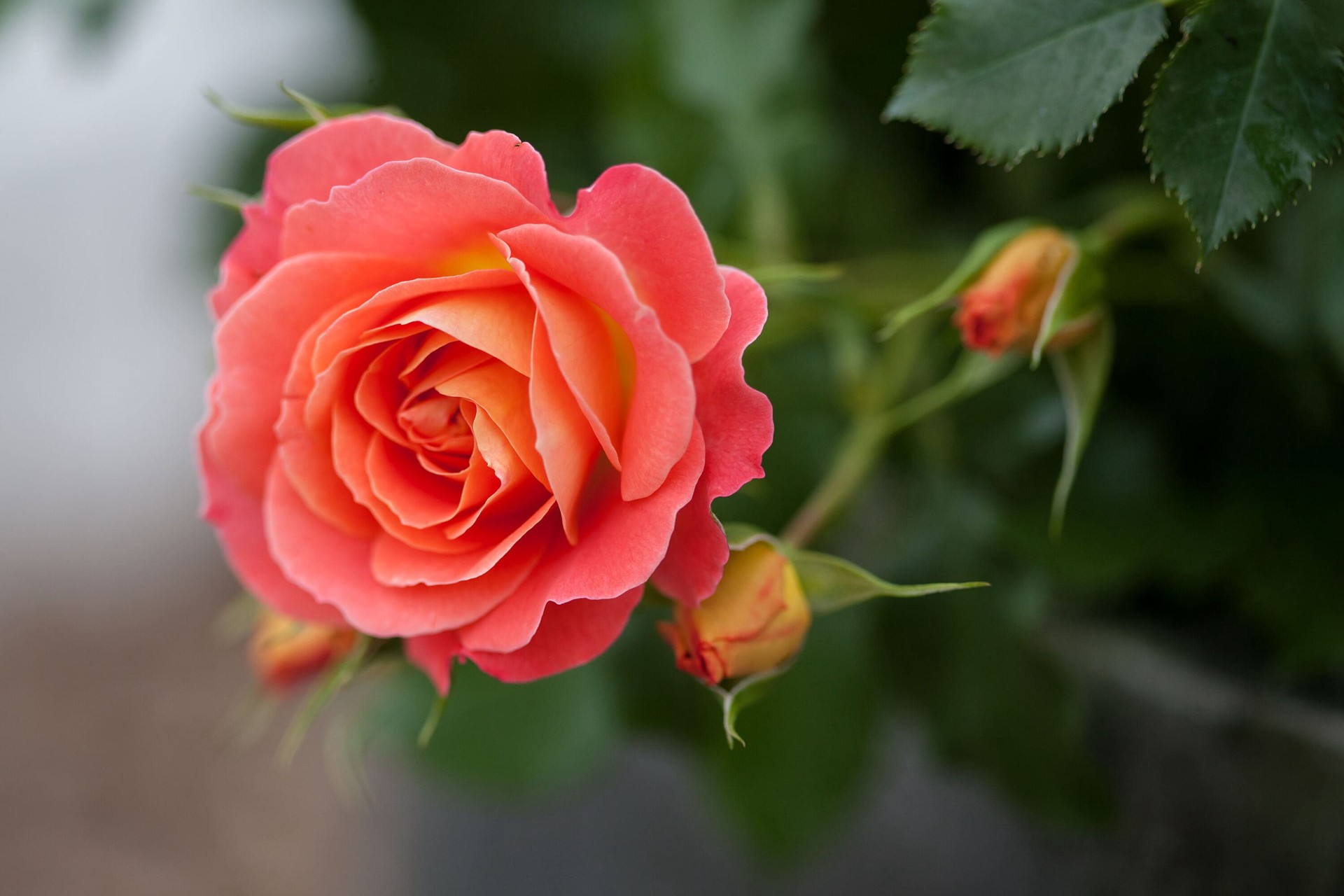 slide 2 of 6, Lowe's Orange Coral Cove Rose 2 -Gallon 1 -Pack in Pot, 1 ct