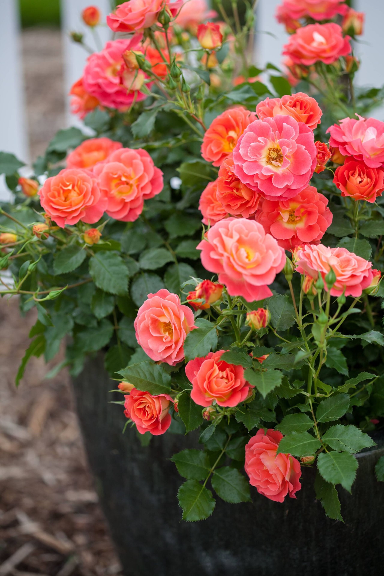 slide 3 of 6, Lowe's Orange Coral Cove Rose 2 -Gallon 1 -Pack in Pot, 1 ct