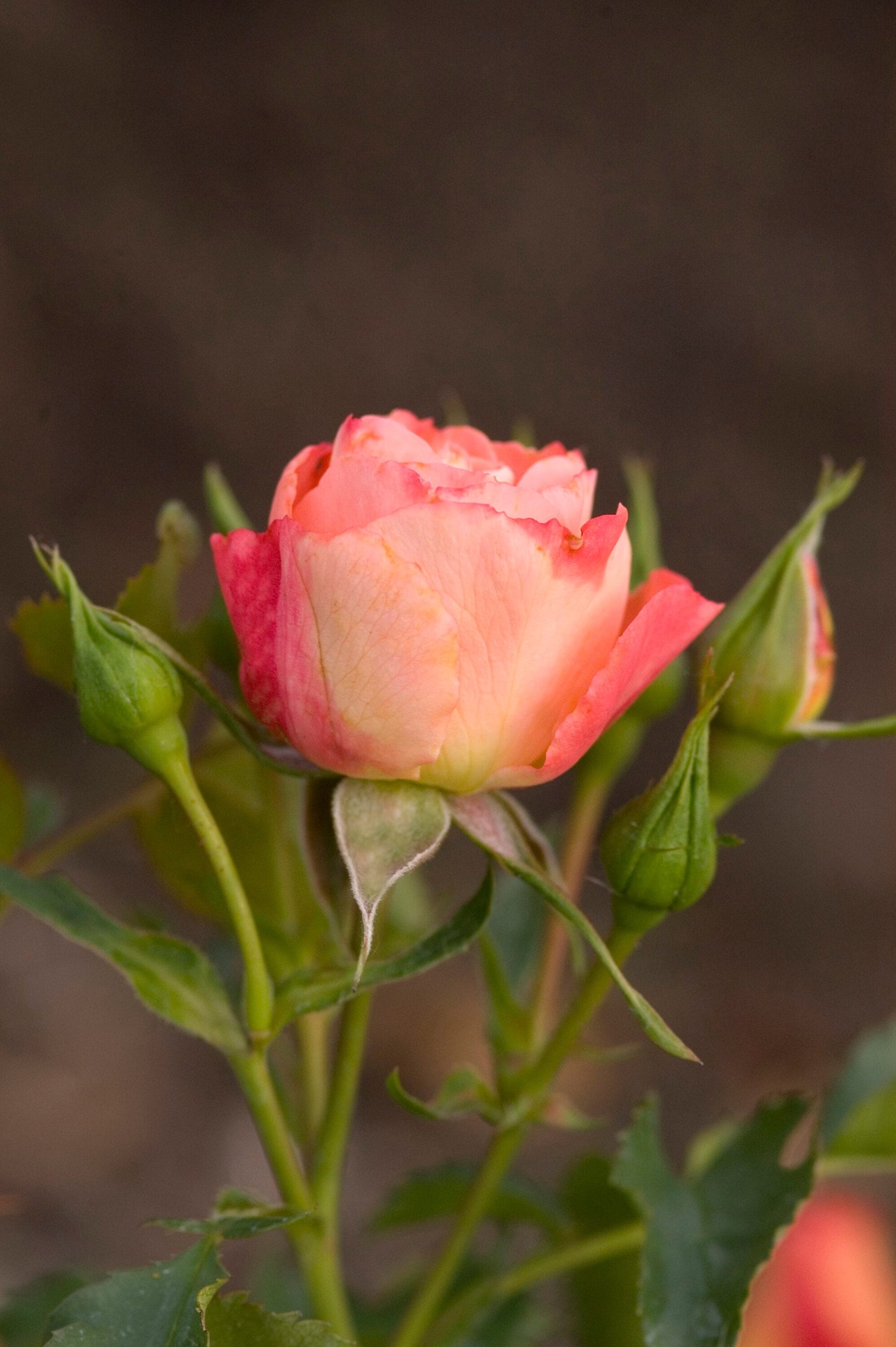 slide 4 of 6, Lowe's Orange Coral Cove Rose 2 -Gallon 1 -Pack in Pot, 1 ct