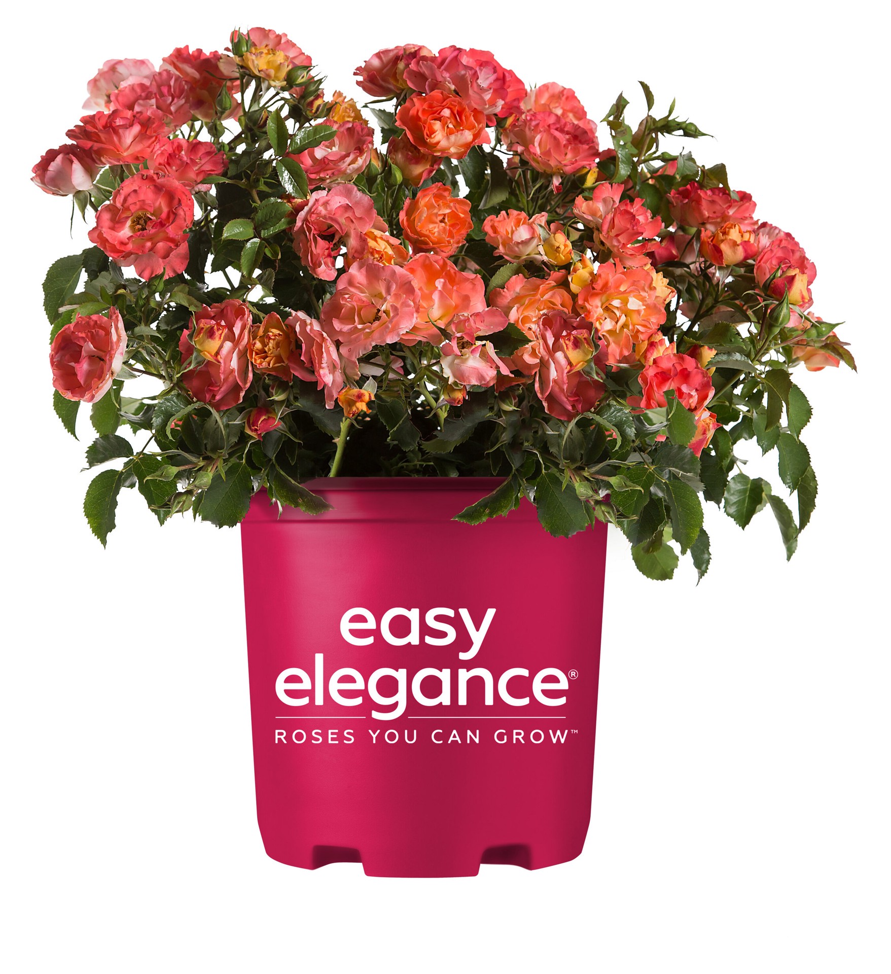 slide 1 of 6, Lowe's Orange Coral Cove Rose 2 -Gallon 1 -Pack in Pot, 1 ct