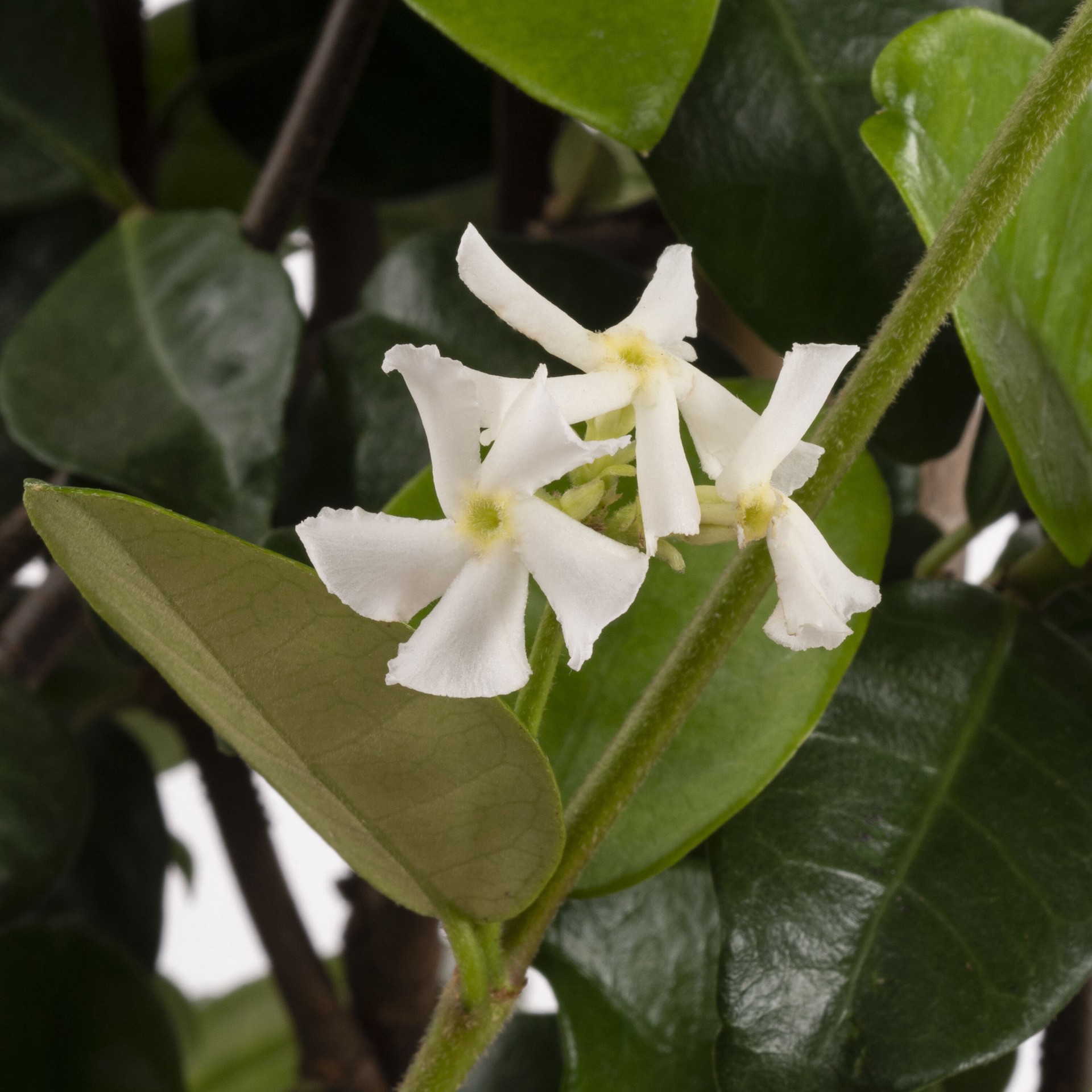 slide 3 of 3, Lowe's White Star Jasmine Flowering Shrub in 2.5-Quart Pot, 1 ct