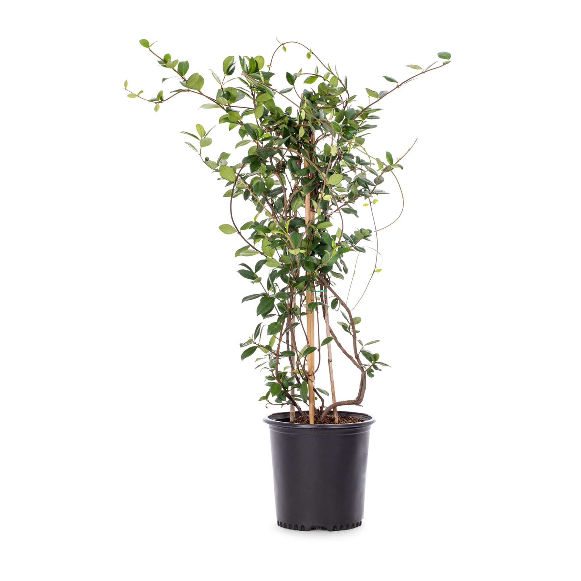 slide 1 of 3, Lowe's White Star Jasmine Flowering Shrub in 2.5-Quart Pot, 1 ct