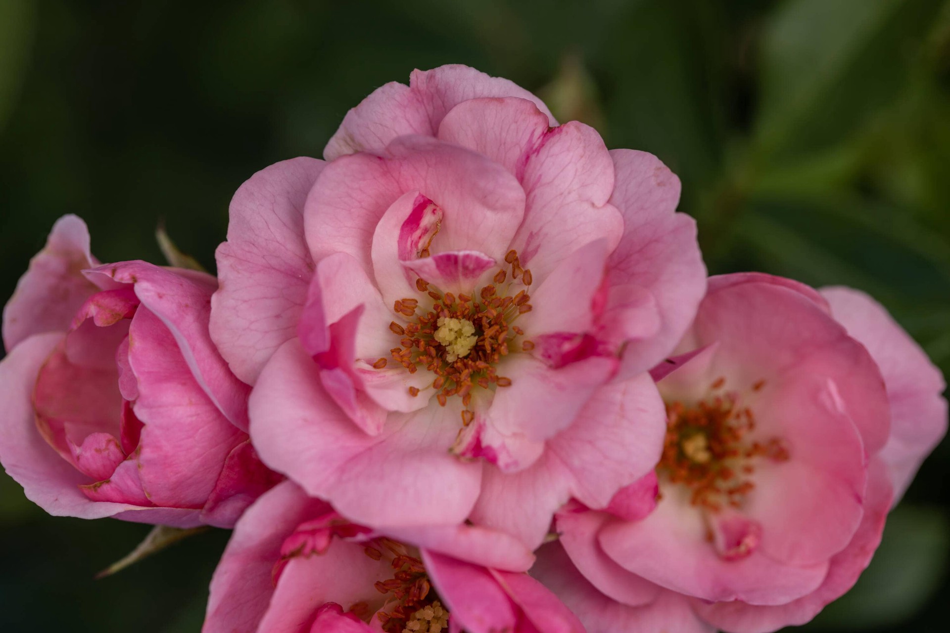 slide 2 of 6, Lowe's Pink Pinktopia Rose 2 -Gallon 1 -Pack in Pot, 1 ct