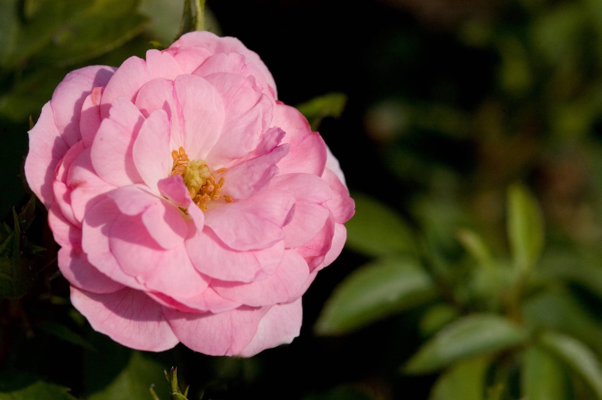 slide 3 of 6, Lowe's Pink Pinktopia Rose 2 -Gallon 1 -Pack in Pot, 1 ct