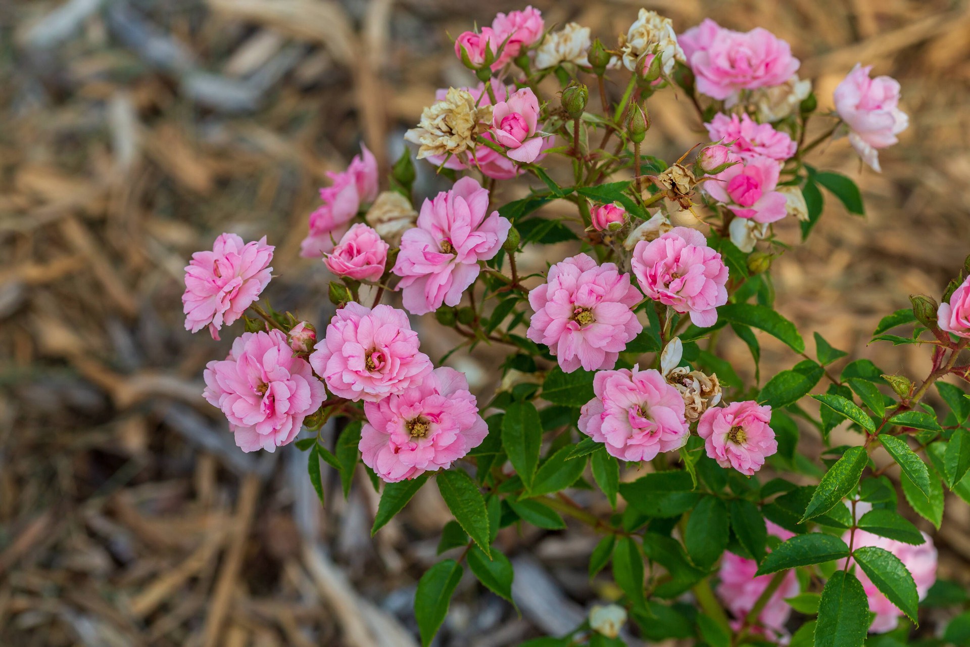 slide 4 of 6, Lowe's Pink Pinktopia Rose 2 -Gallon 1 -Pack in Pot, 1 ct