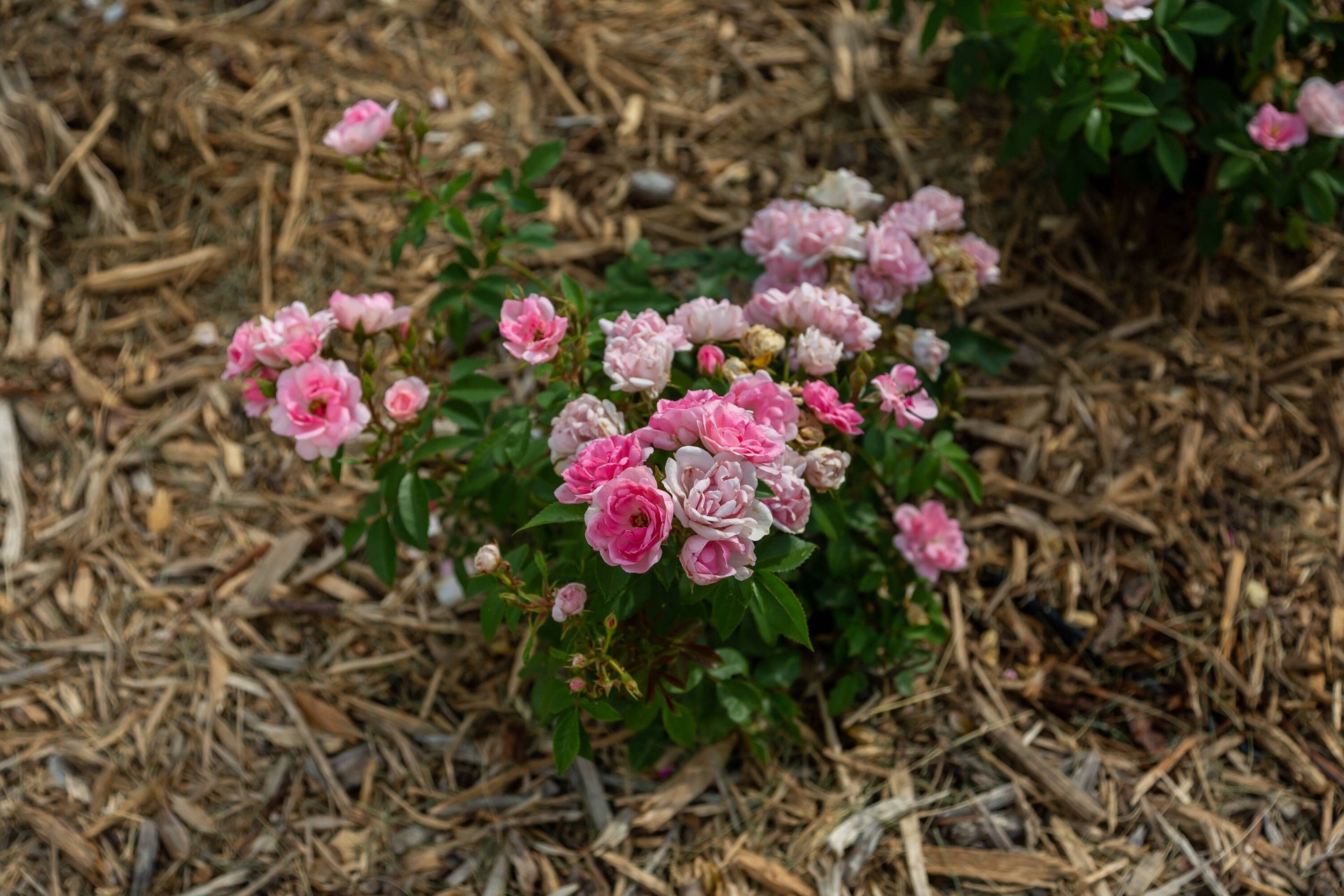 slide 5 of 6, Lowe's Pink Pinktopia Rose 2 -Gallon 1 -Pack in Pot, 1 ct