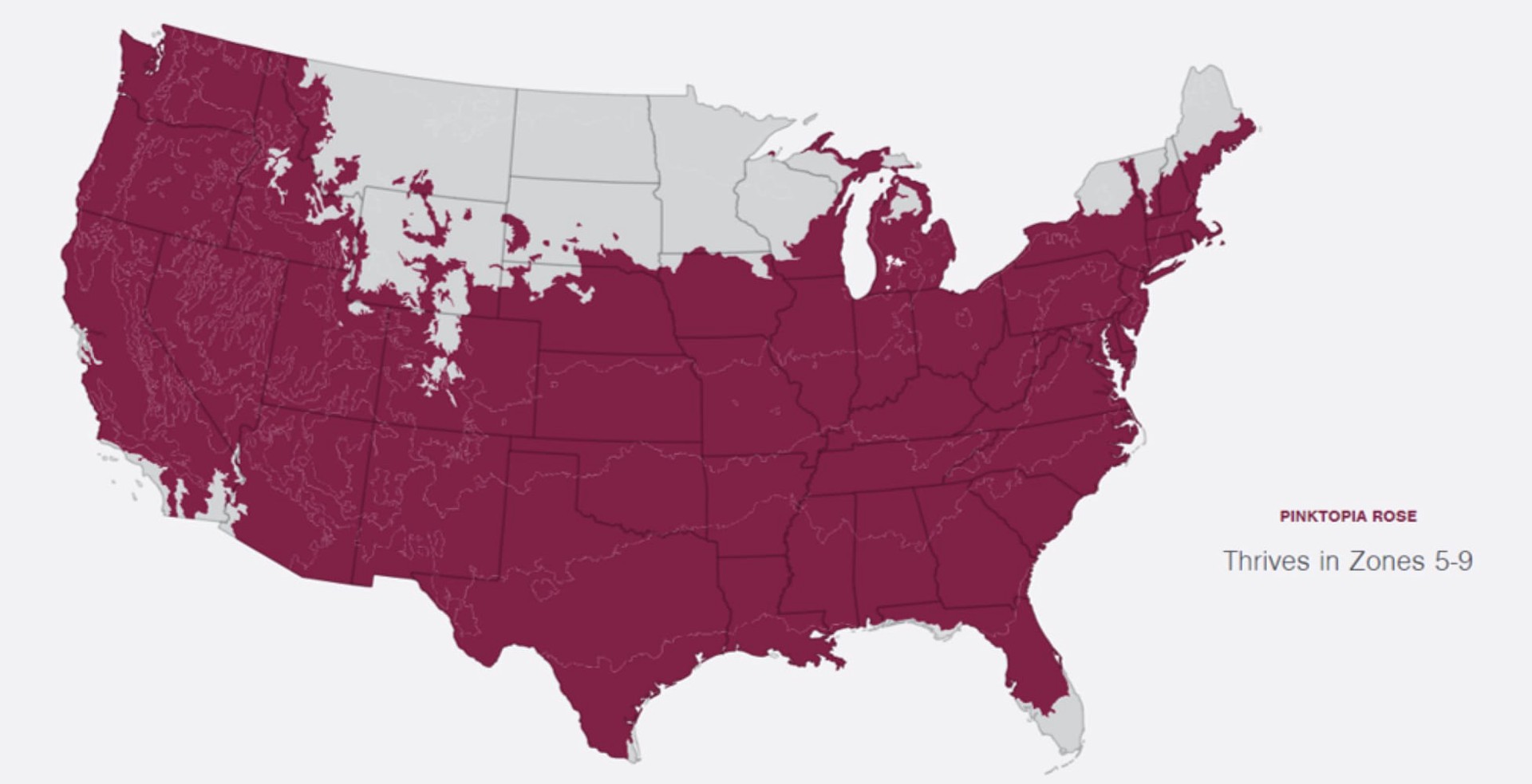 slide 6 of 6, Lowe's Pink Pinktopia Rose 2 -Gallon 1 -Pack in Pot, 1 ct