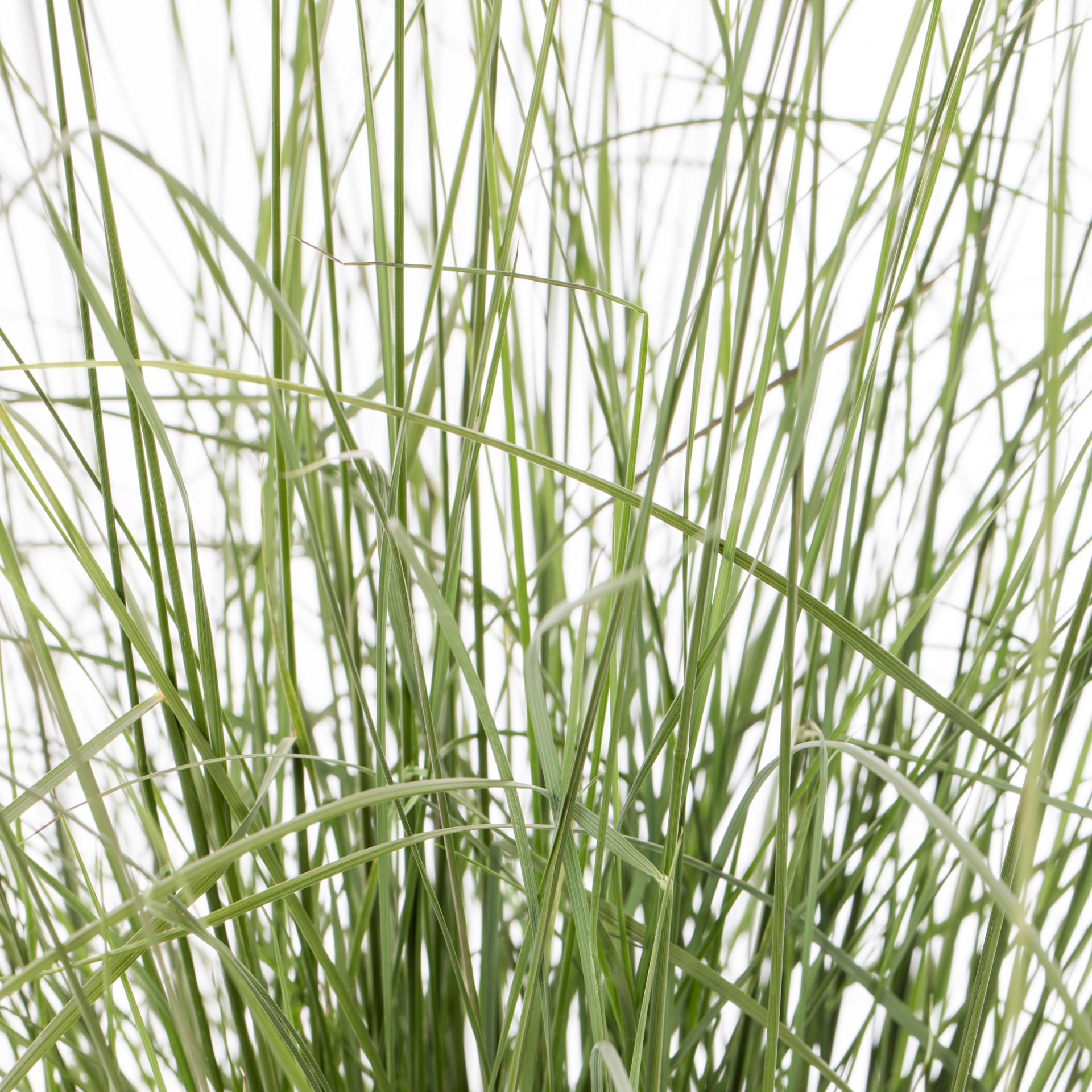 slide 2 of 2, Lowe's Muhly Grass Plant in 2.25-Gallon, 1 ct