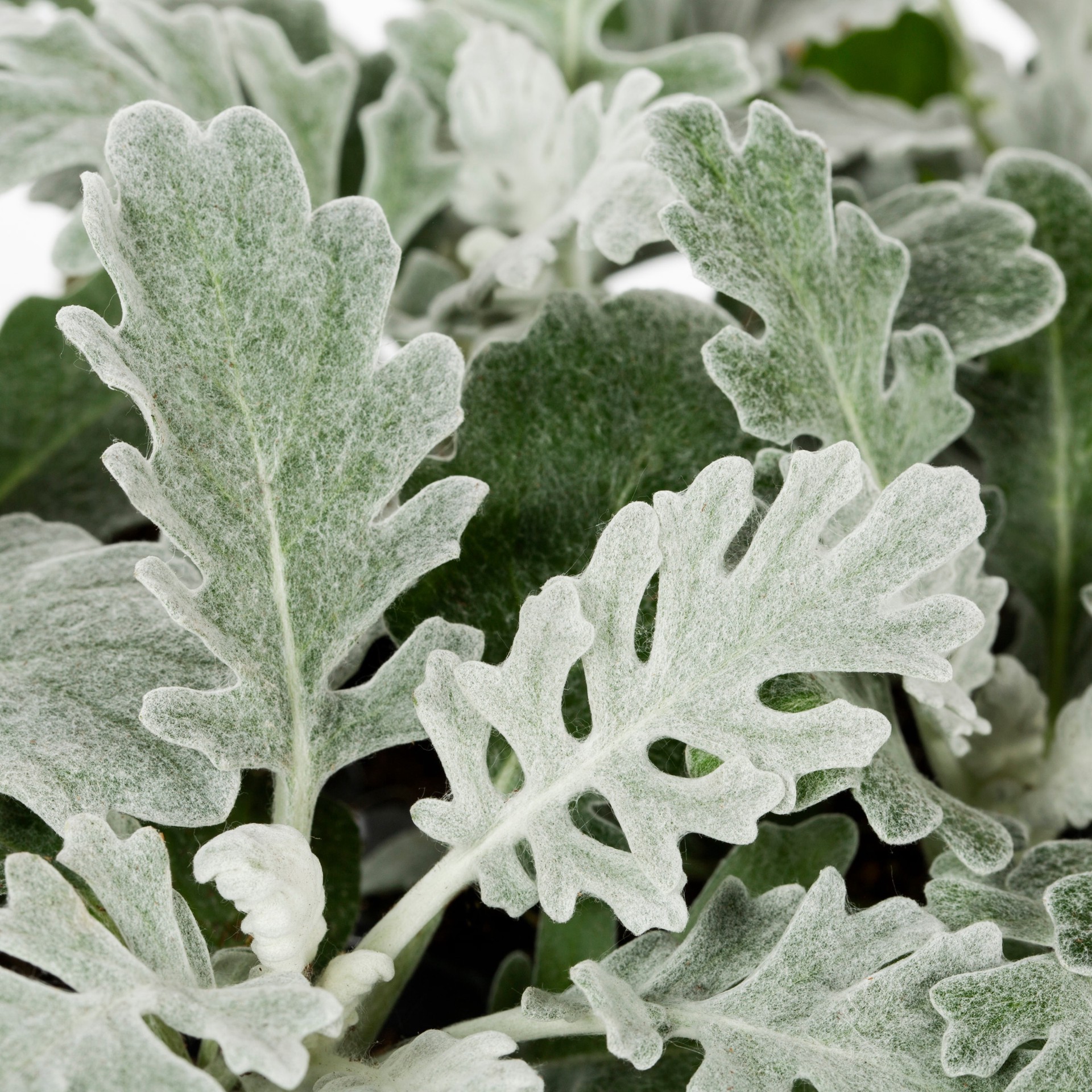 slide 2 of 4, Lowe's Multicolor Dusty Miller in 12 -Pack Tray 1 -Pack, 1 ct