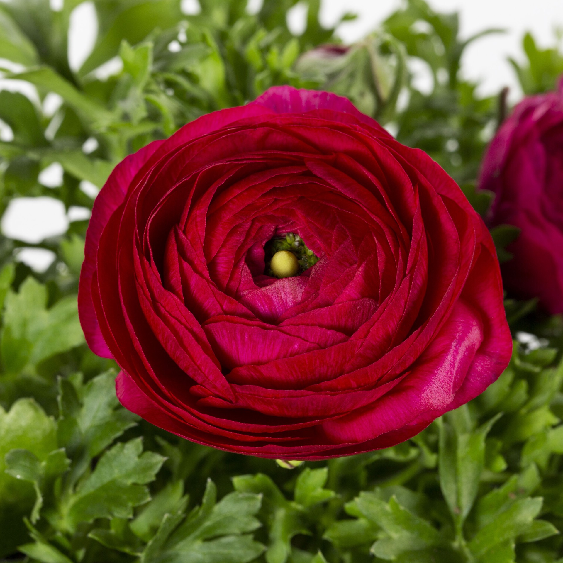 slide 2 of 4, Lowe's Multicolor Persian Buttercup in 1.5 Pint Pot 1 -Pack, 1 ct